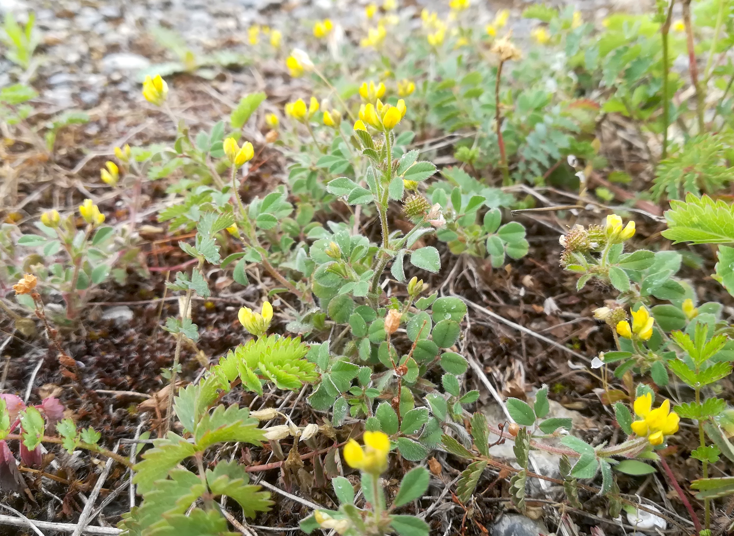 medicago minima bhf himberg_20200531_101306.jpg