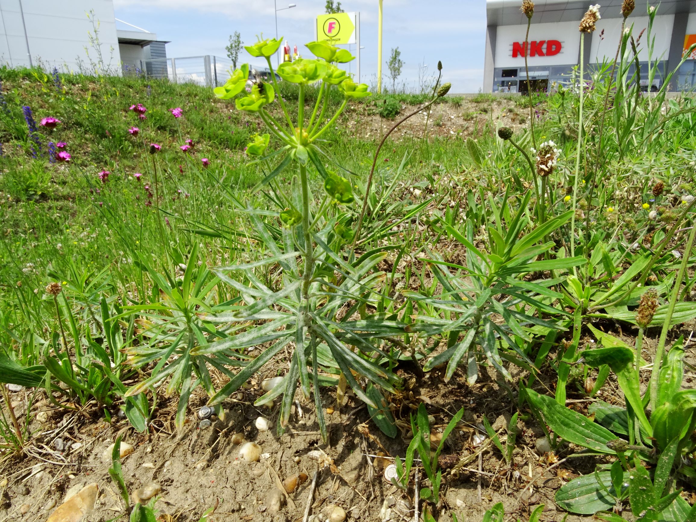 DSC09848 neusiedl euphorbia esula, dianthus pontederae, plantago lanceolata.JPG