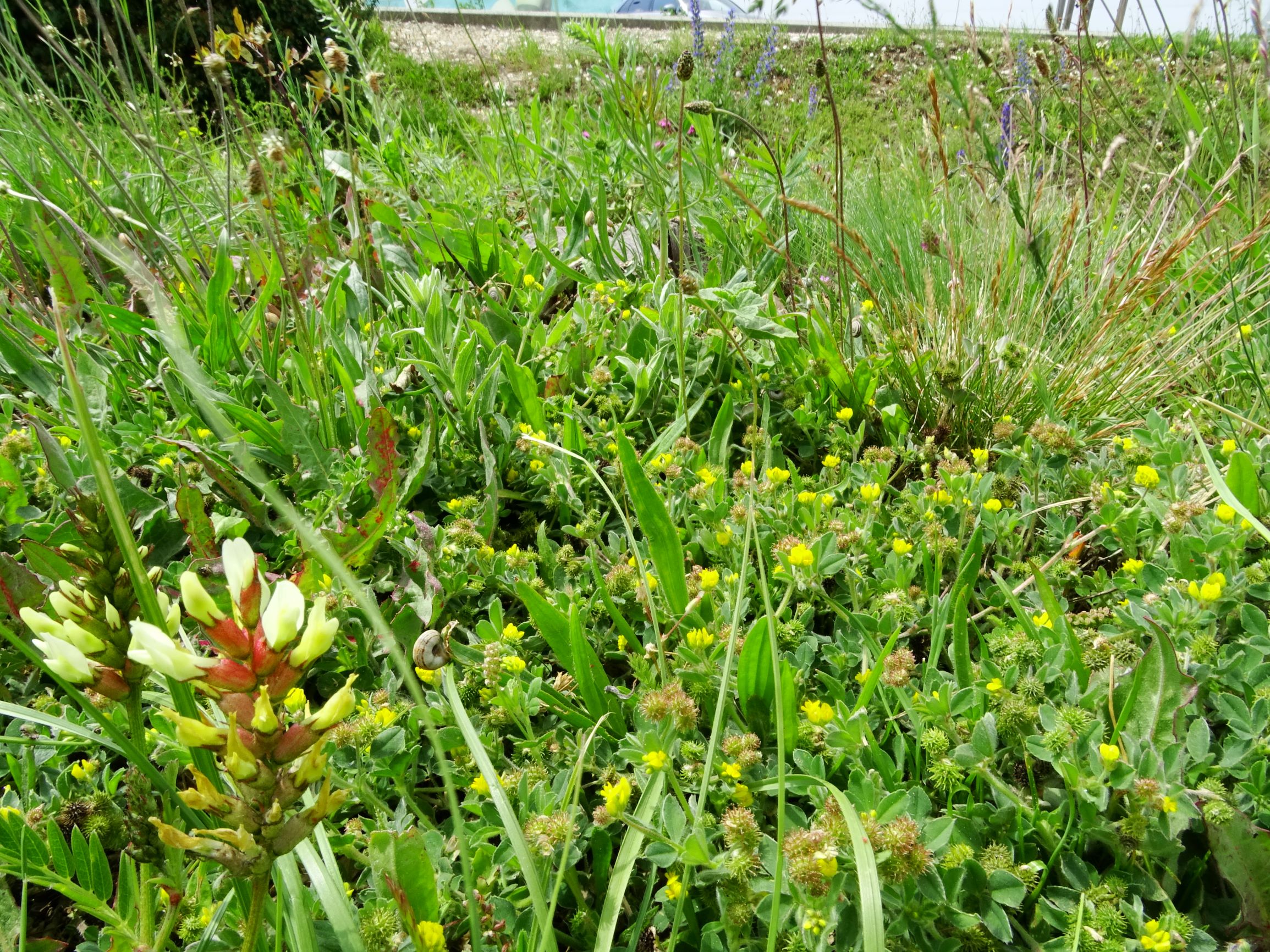 DSC09853 neusiedl festuca valesiaca agg., medicago minima, astragalus cicer.JPG