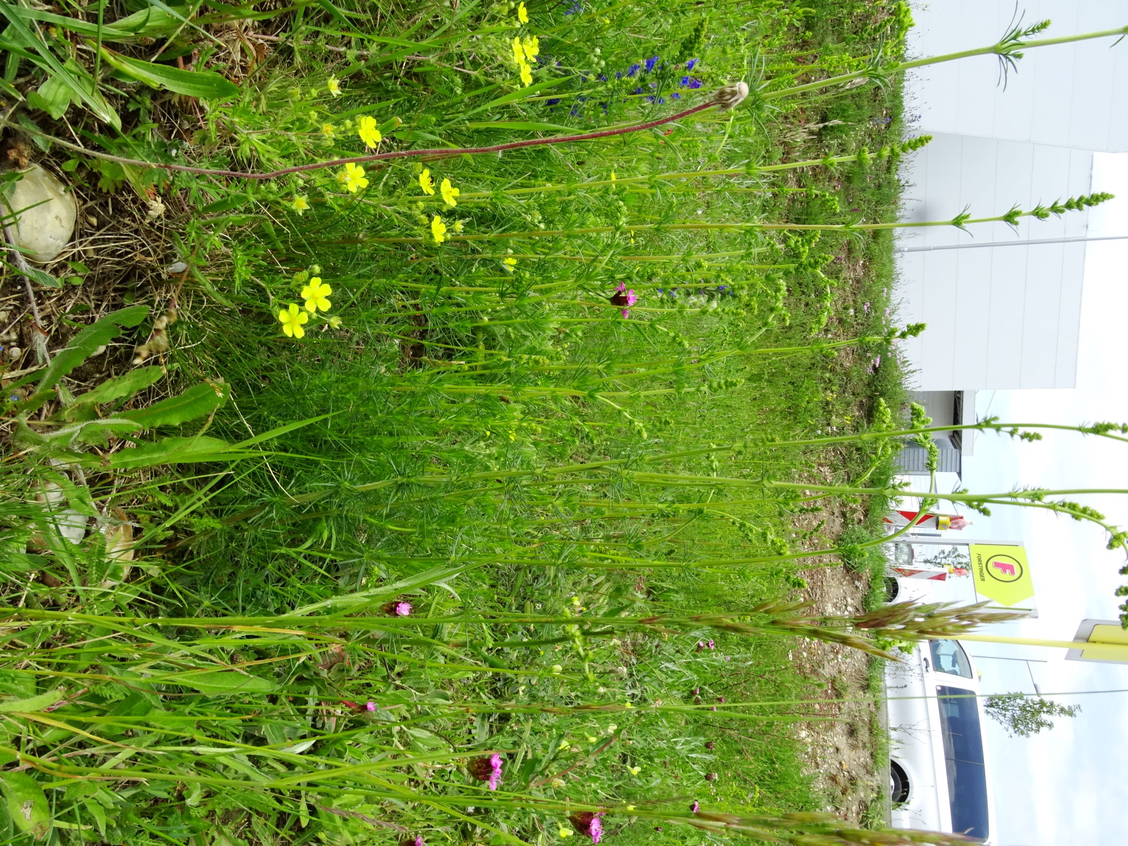 DSC09855 neusiedl dianthus pontederae, potentilla erecta, bromus erectus, galium verum agg., pilosella officinarum etc..JPG