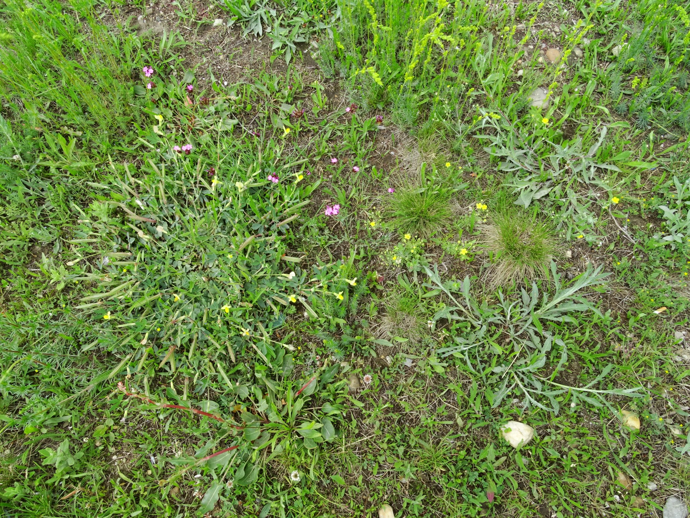 DSC09856 neusiedl lotus maritimus, dianthus pontederae, centaurea jacea s.l., festuca cf. rupicola, galium verum agg. etc..JPG