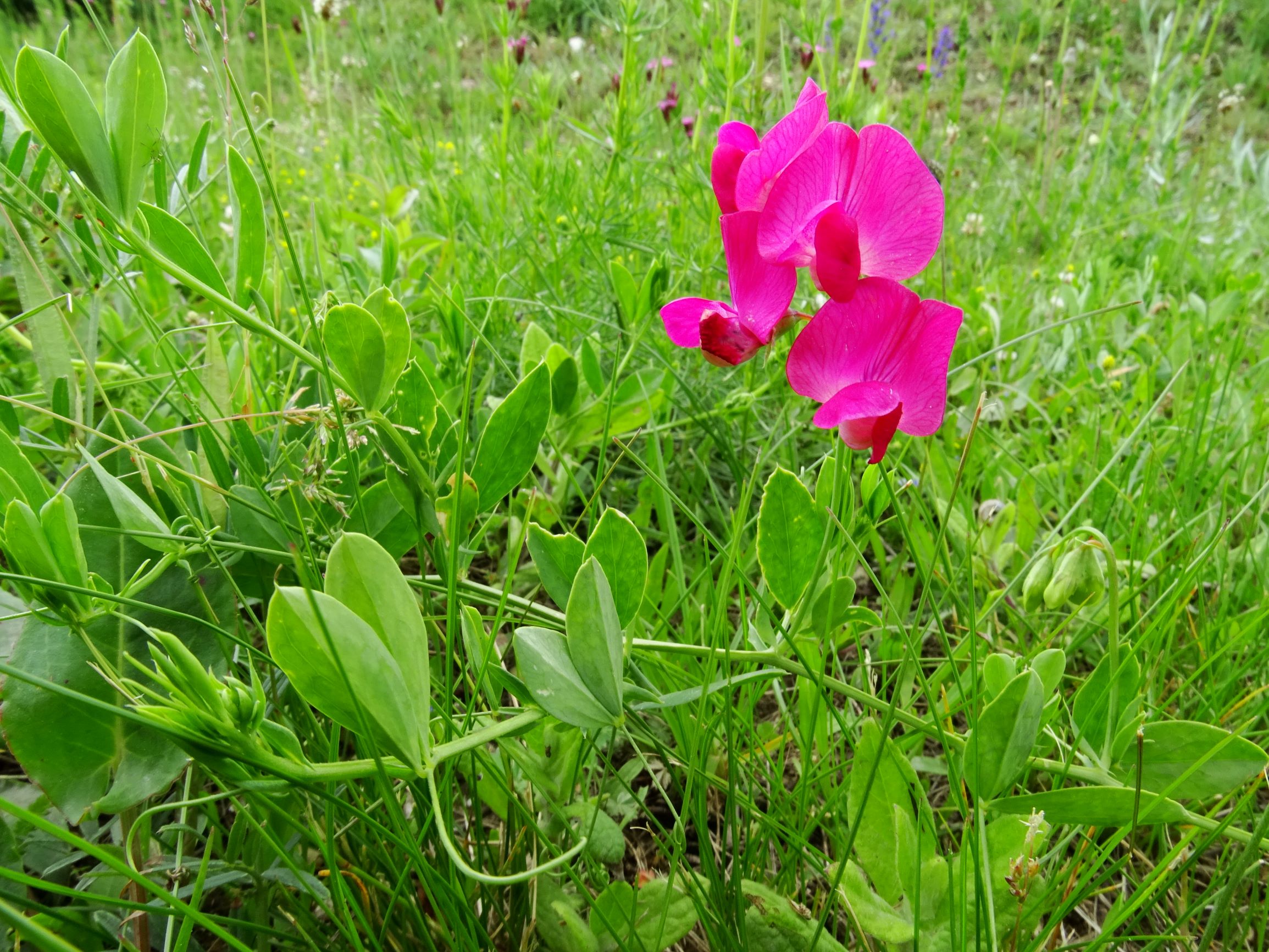 DSC09858 neusiedl lathyrus tuberosus.JPG