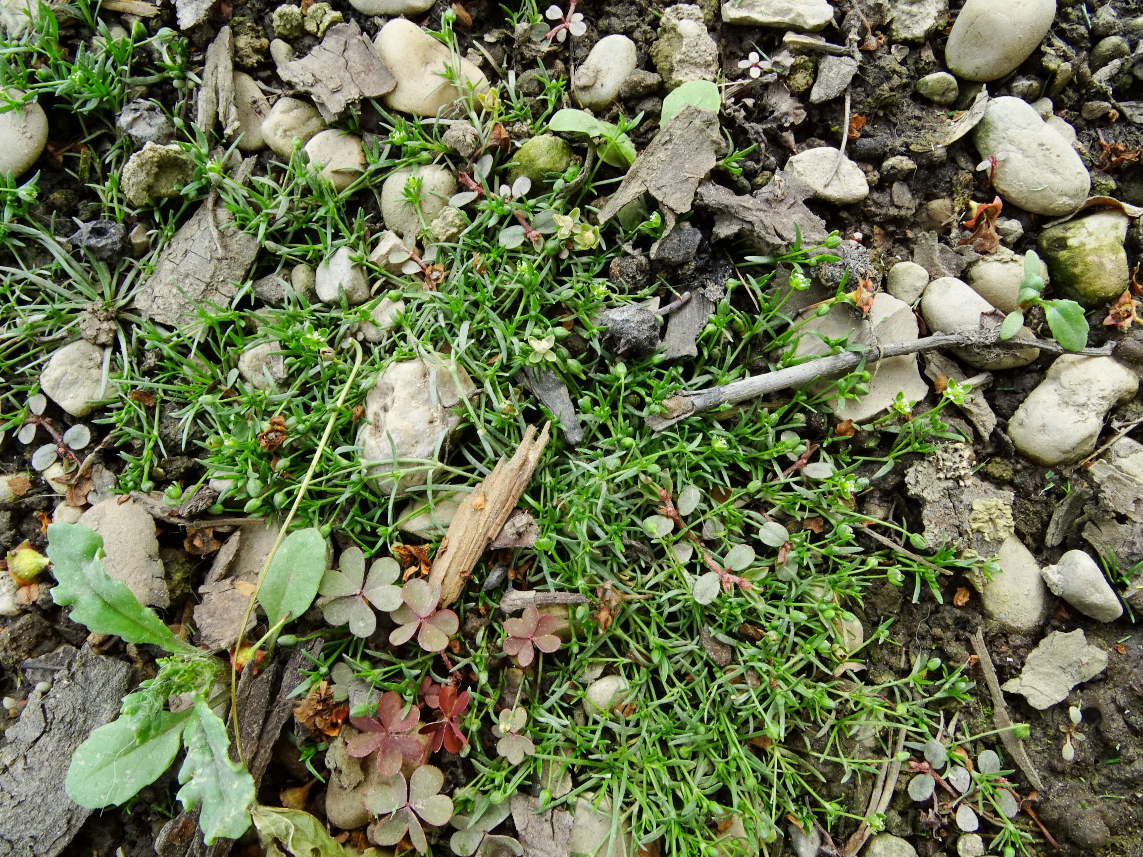 DSC09807 prell sagina procumbens, euphorbia maculata, oxalis corniculata, cf. senecio vulgaris.JPG