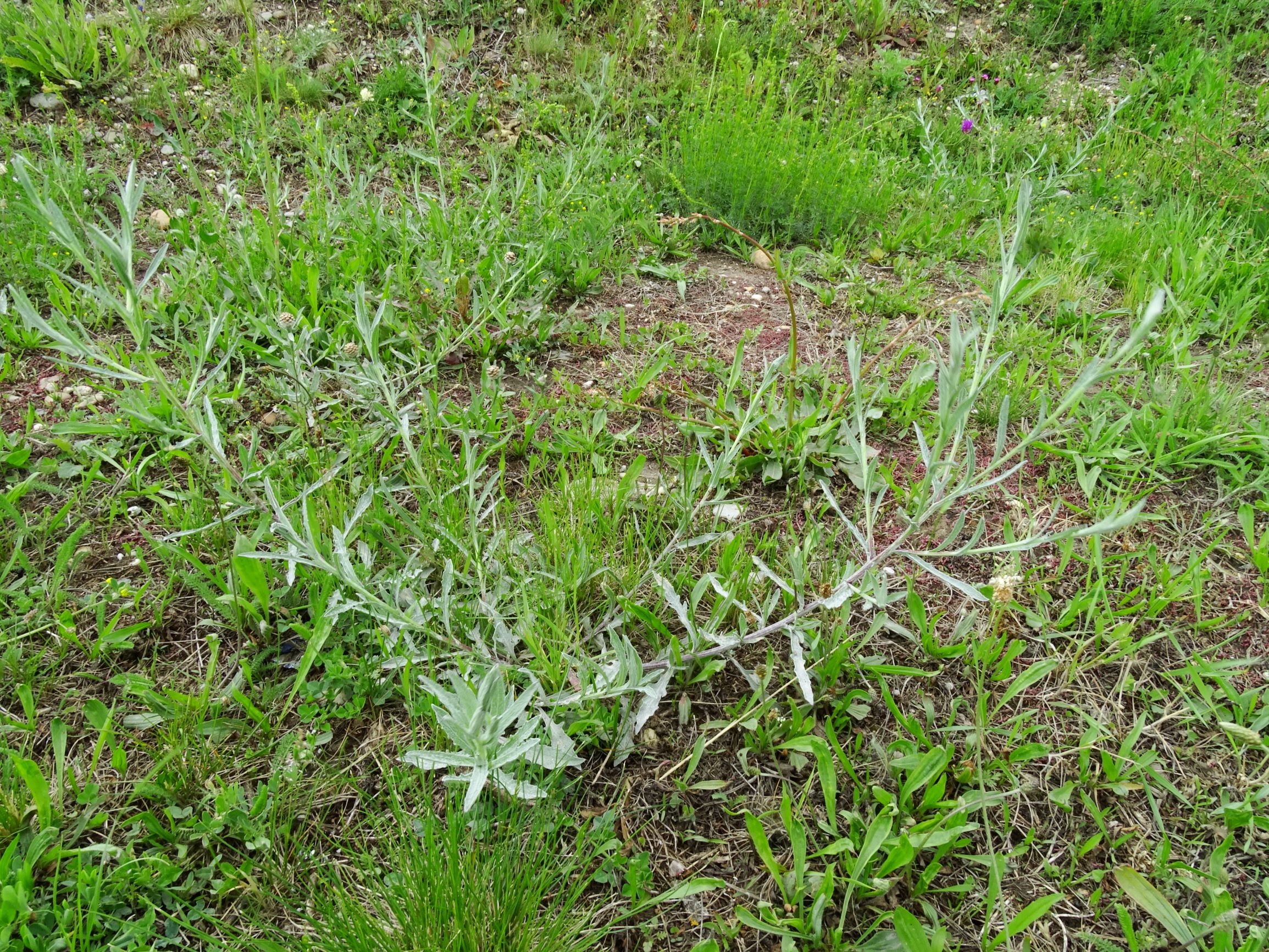 DSC09861 neusiedl centaurea jacea s.l., rumex thyrsiflorus, galium verum agg. etc..JPG