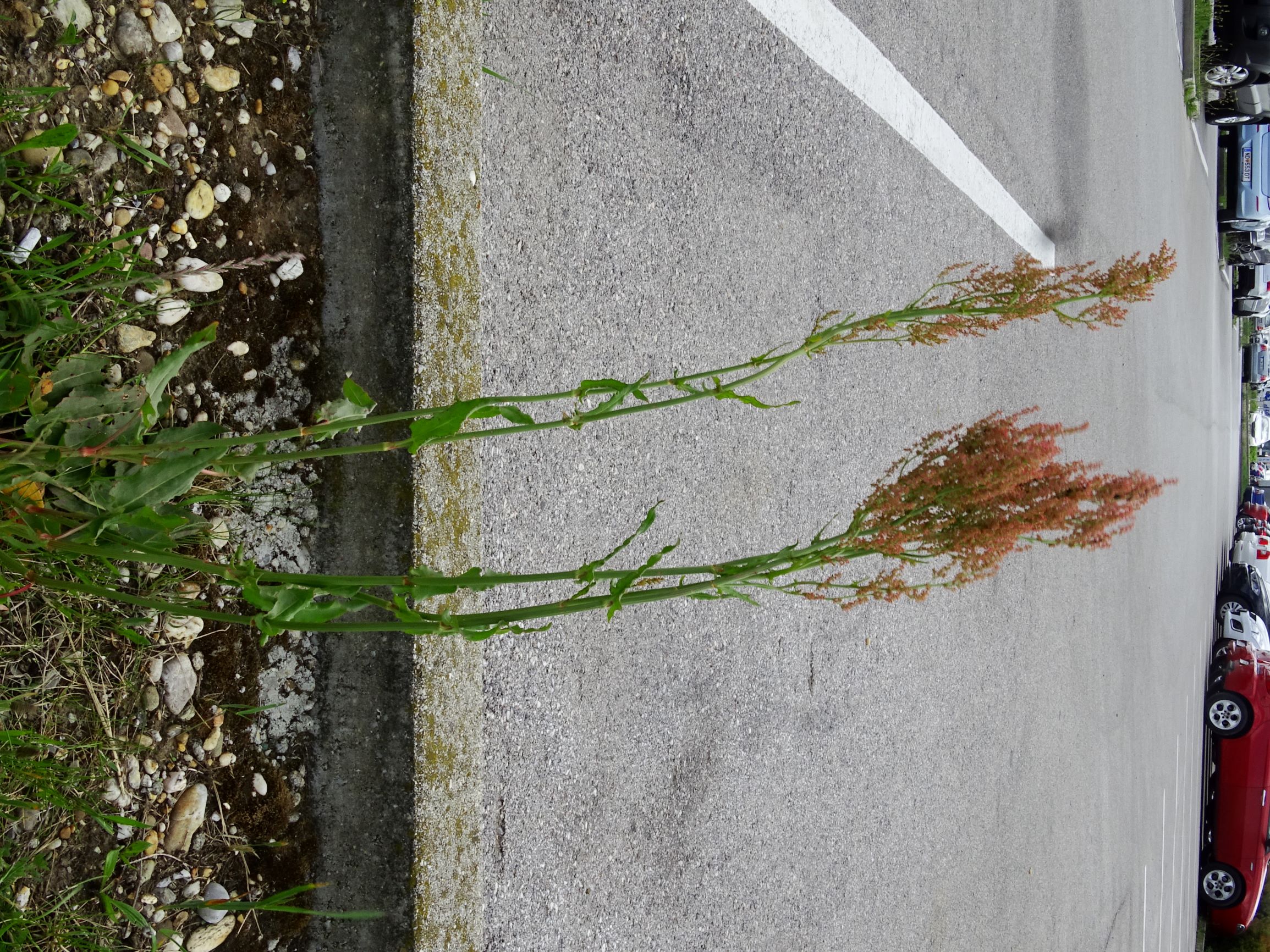 DSC09871 neusiedl rumex thyrsiflorus.JPG