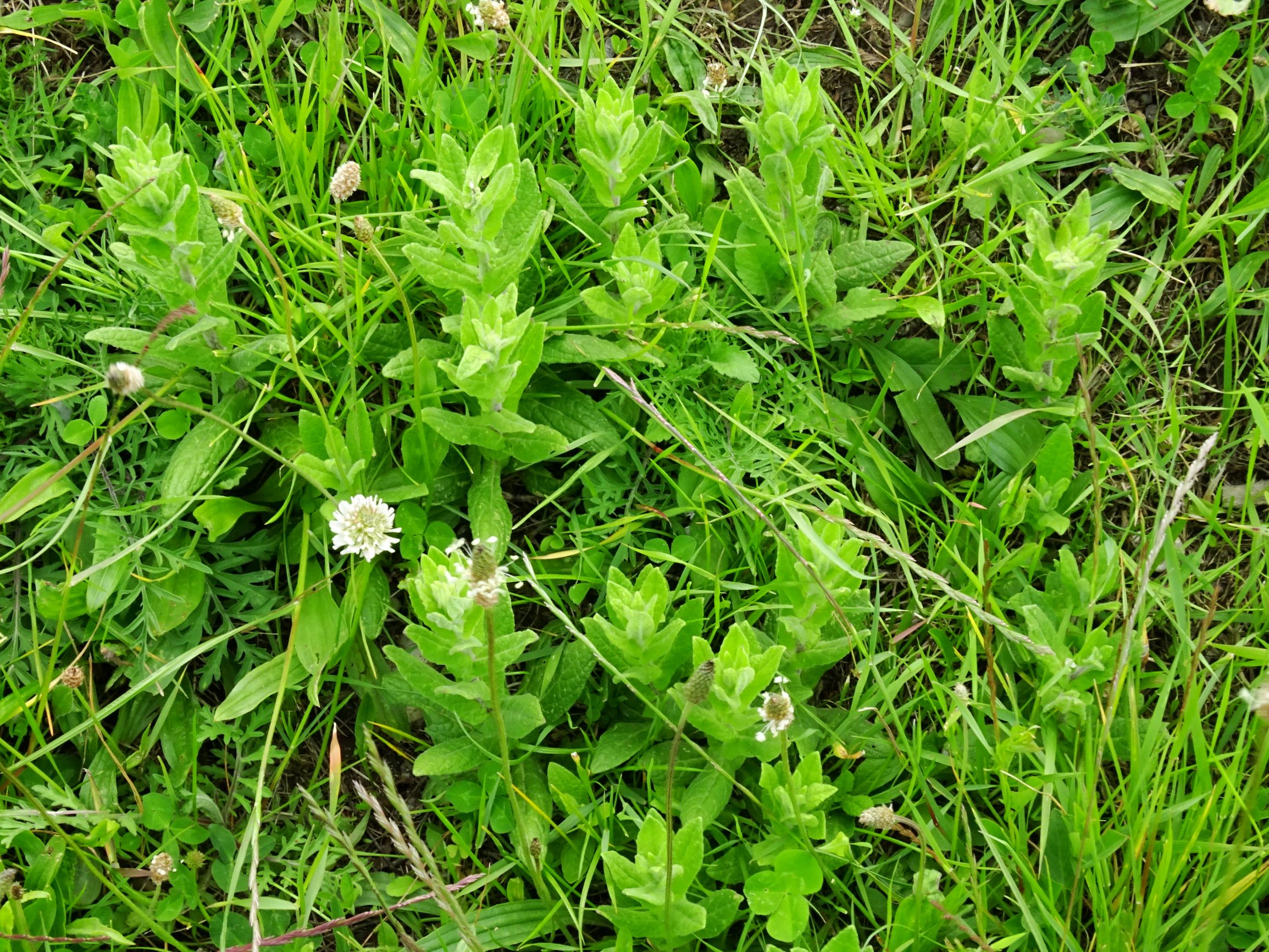 DSC09872 neusiedl pulicaria dysenterica, lolium perenne, trifolium repens etc..JPG