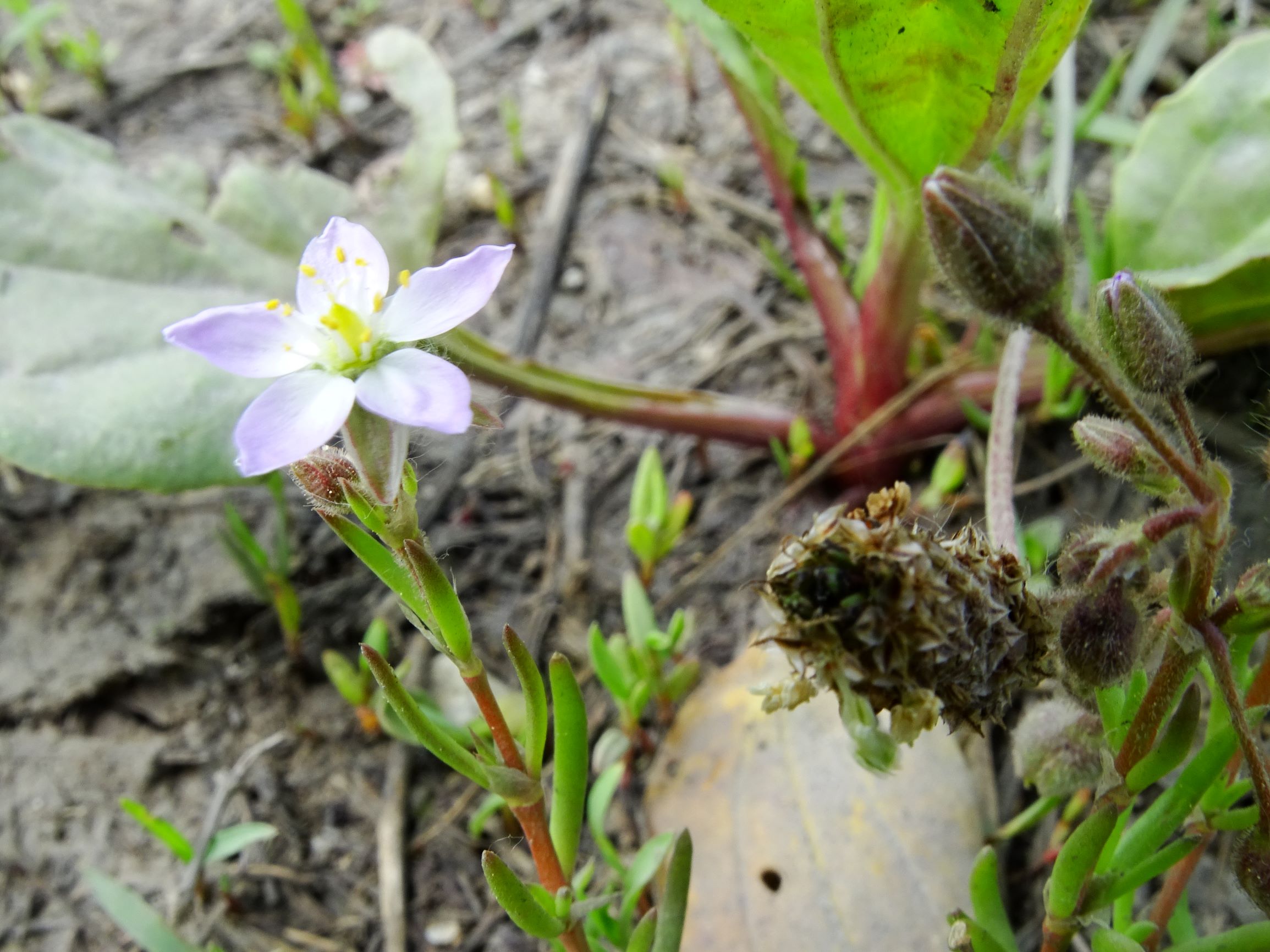 DSC09882 neusiedl spergularia cf. maritima.JPG