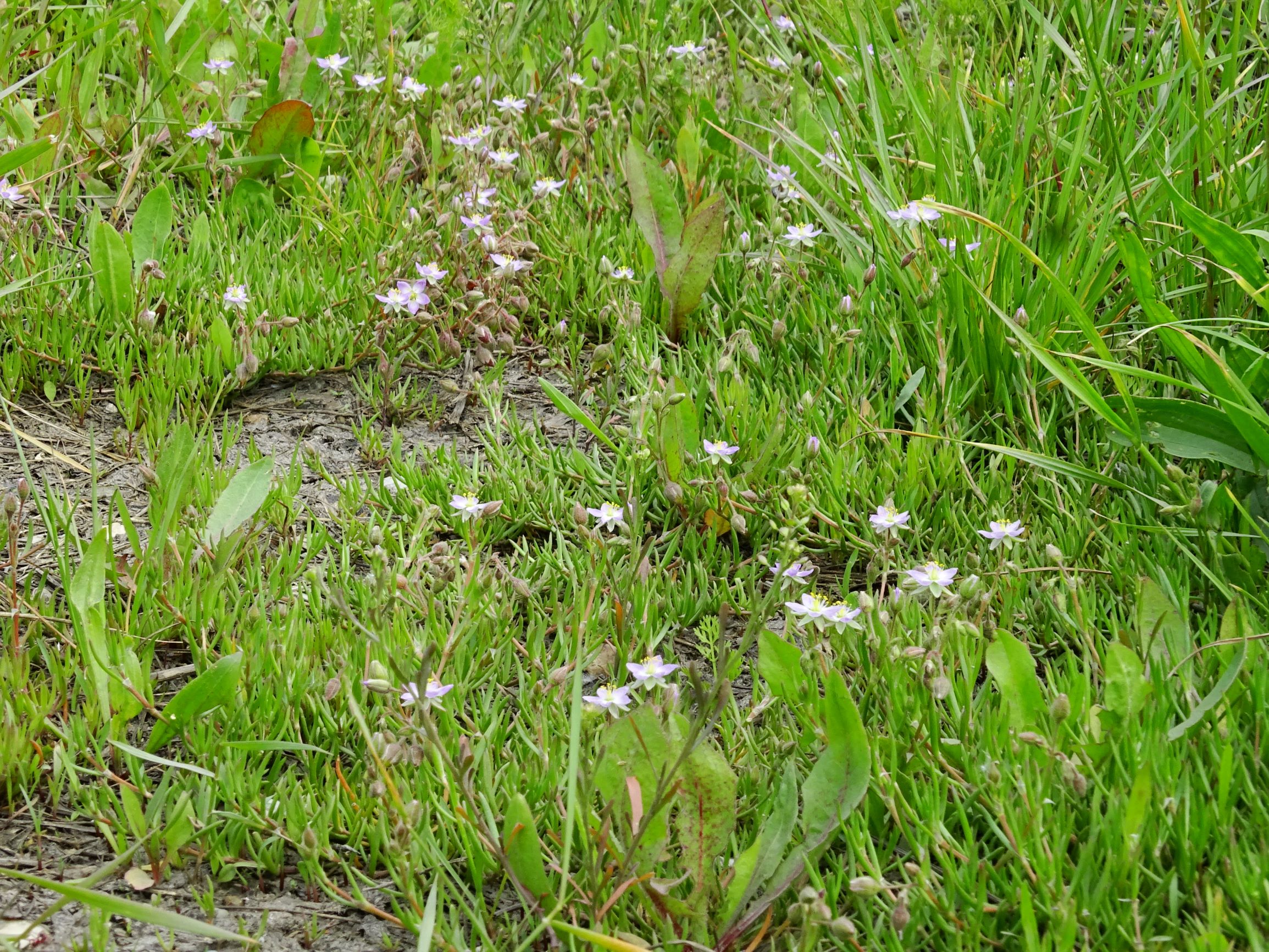 DSC09884 neusiedl spergularia cf. maritima.JPG