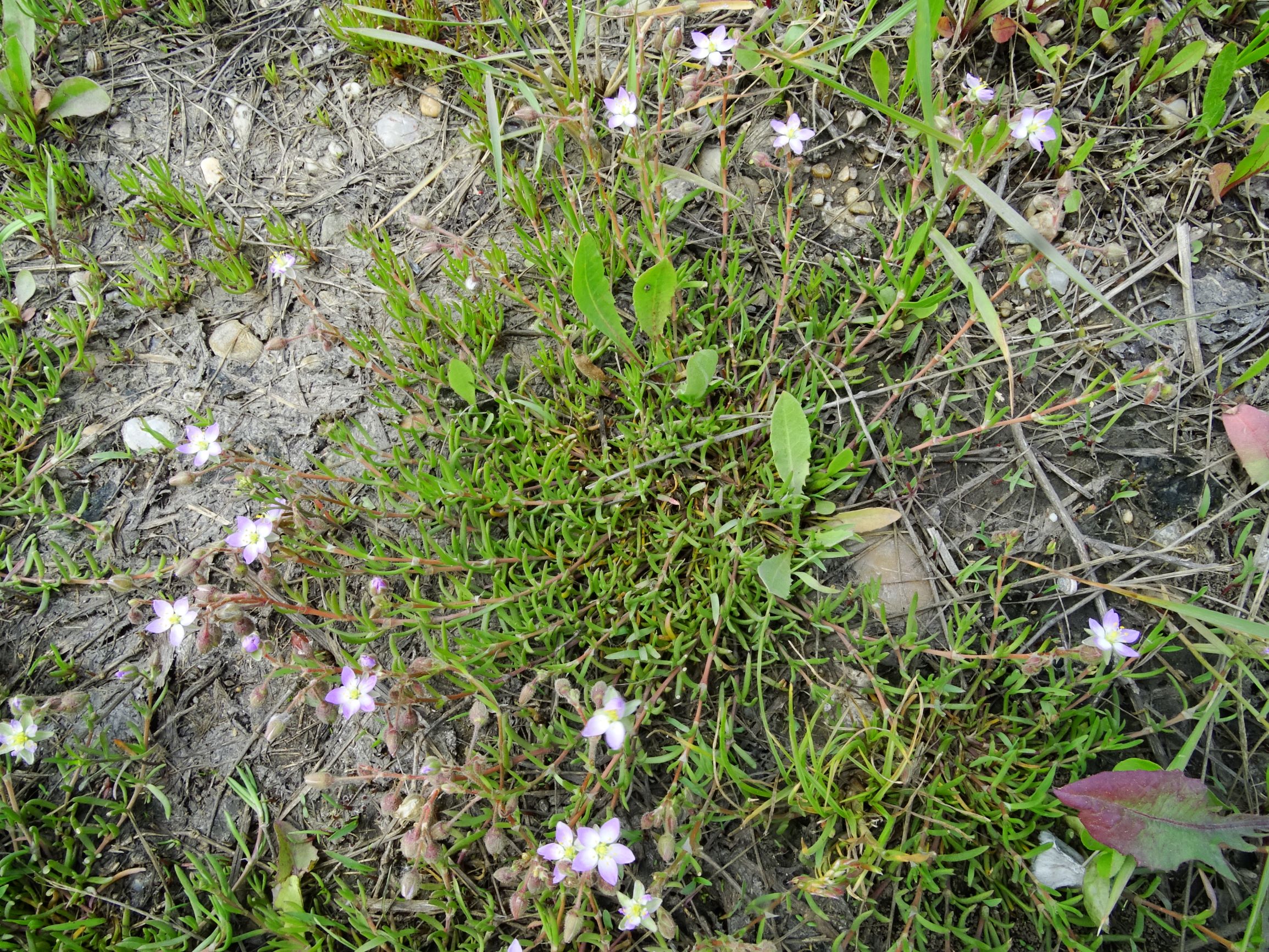 DSC09885 neusiedl spergularia cf. maritima.JPG