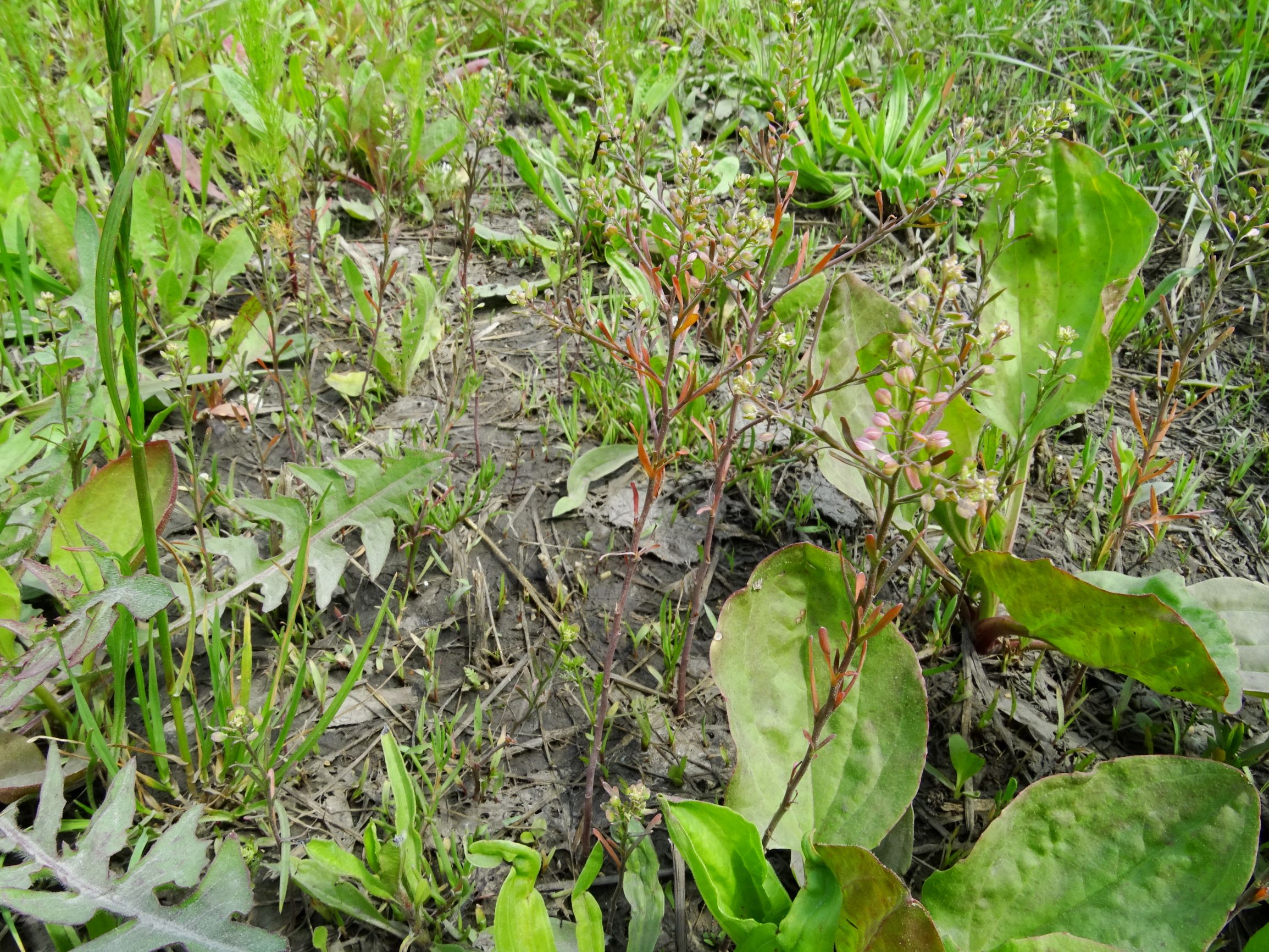 DSC09890 neusiedl lepidium ruderale, plantago major etc..JPG