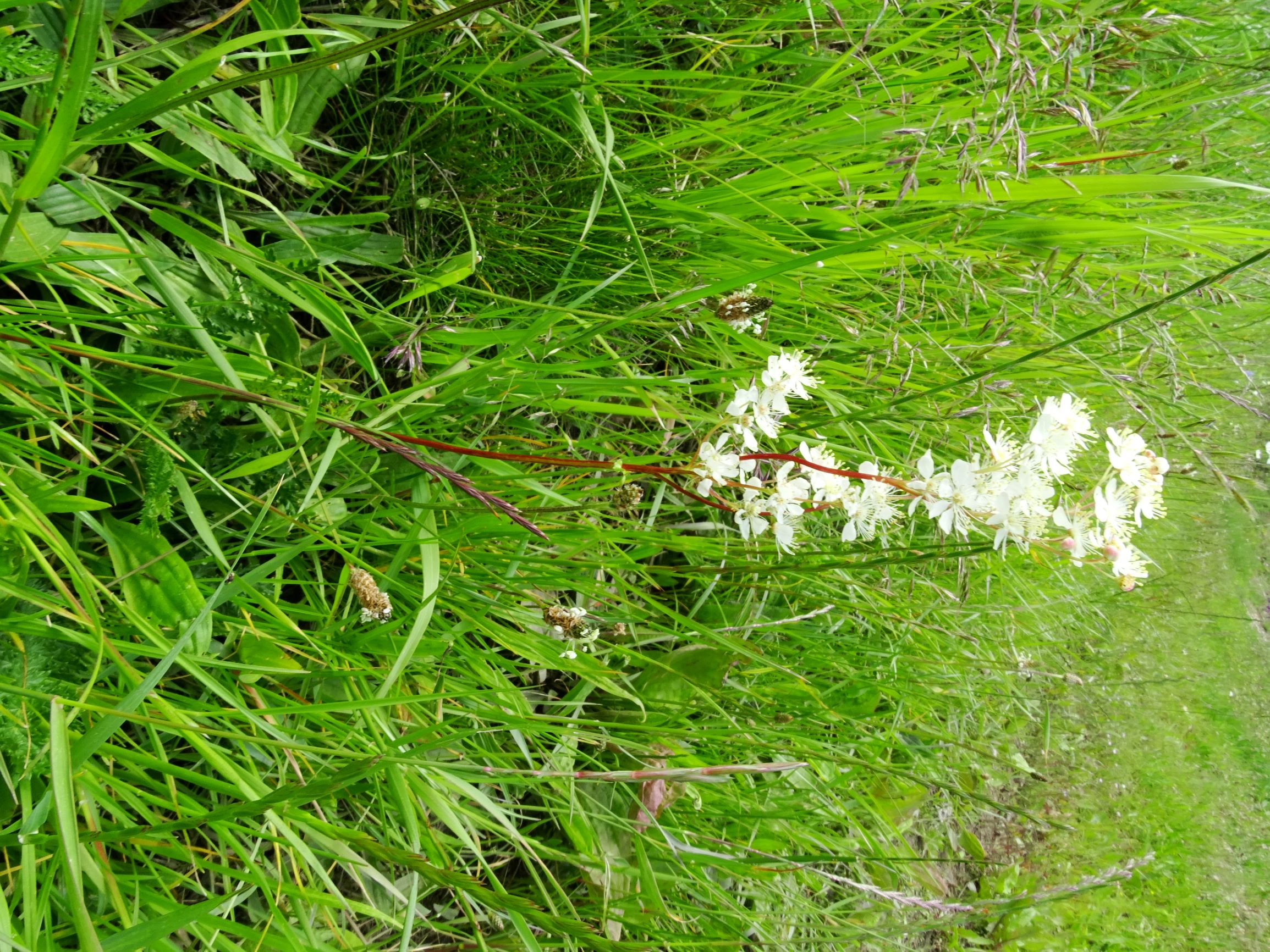 DSC09893 neusiedl filipendula vulgaris.JPG