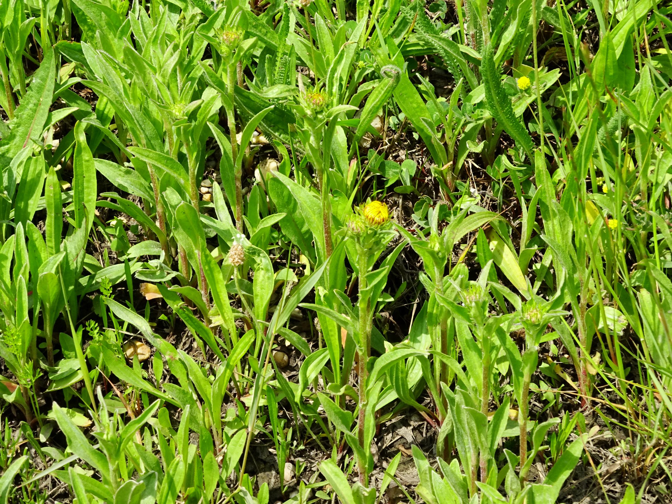 DSC09896 neusiedl inula salicina cf. subsp. aspera.JPG