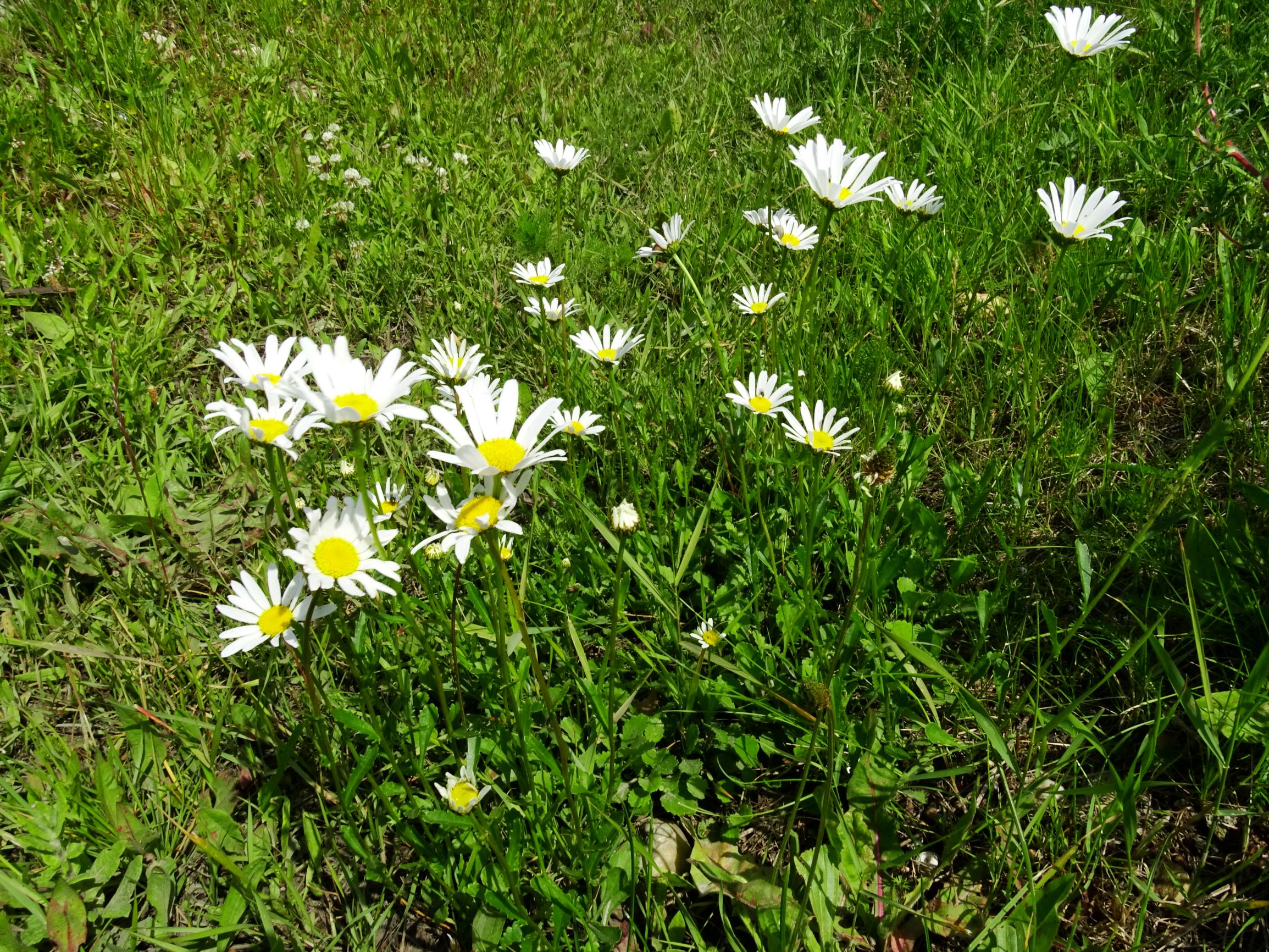 DSC09897 neusiedl leucanthemum vulgare agg..JPG