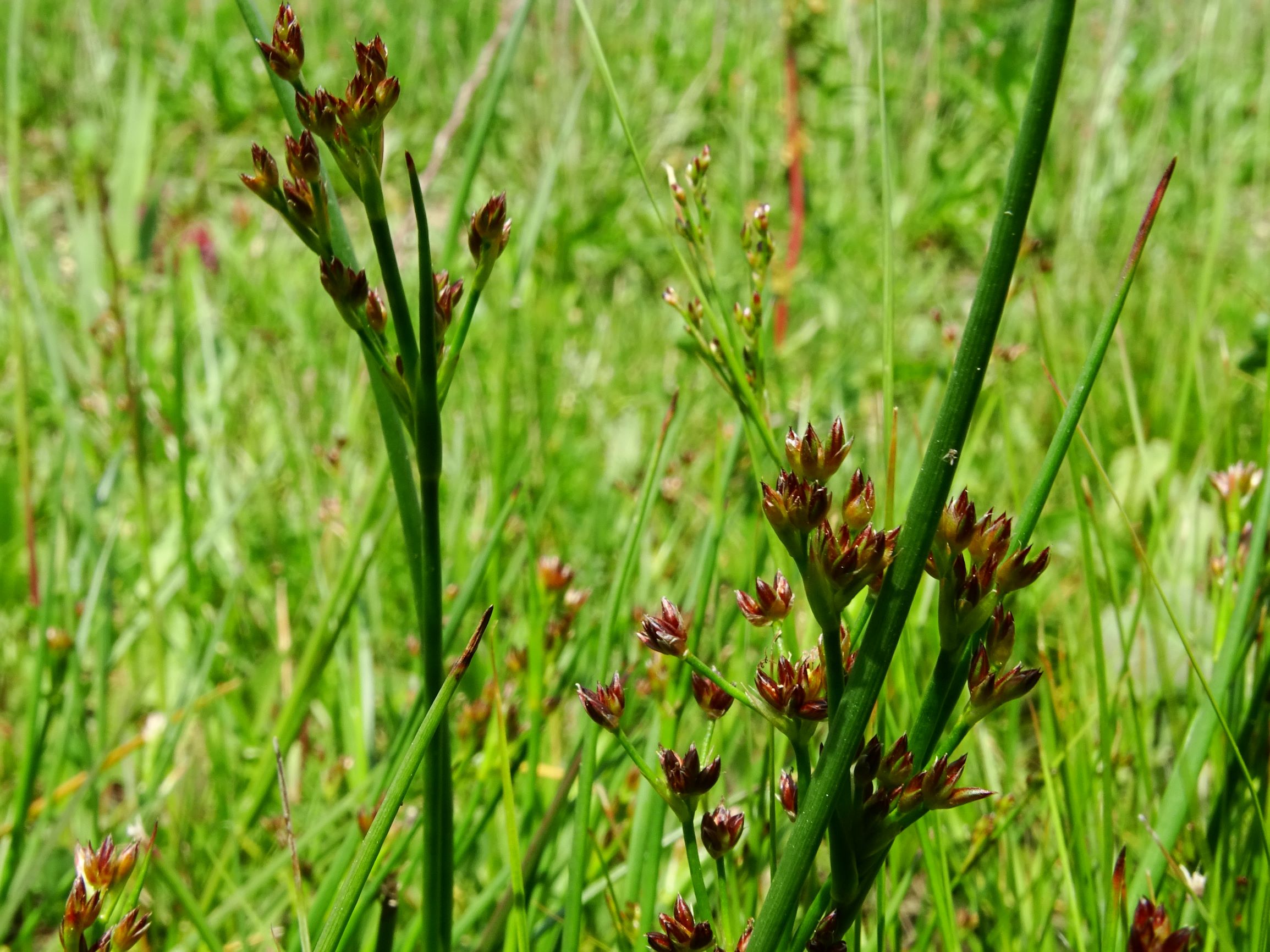 DSC09902 neusiedl juncus (cf.) gerardii.JPG