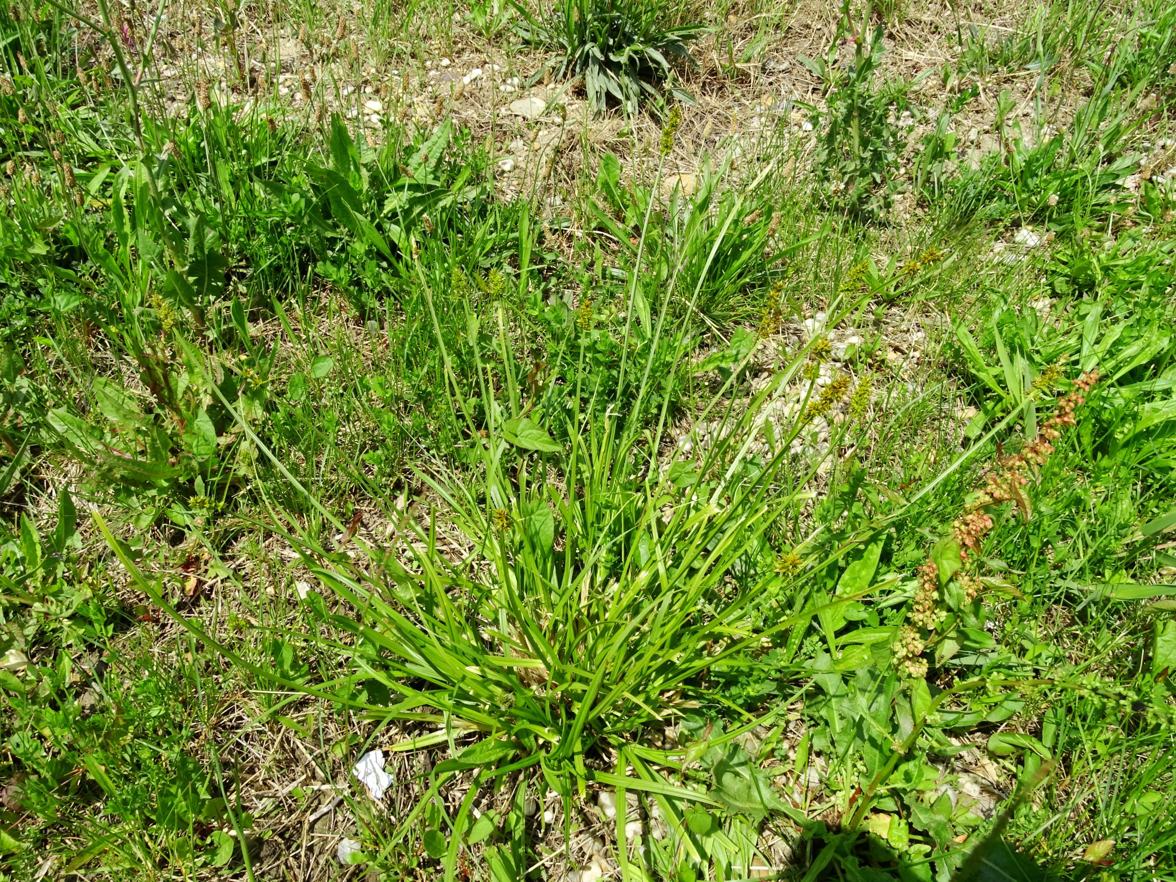 DSC09905 neusiedl carex cf. otrubae, rumex cf. crispus etc..JPG