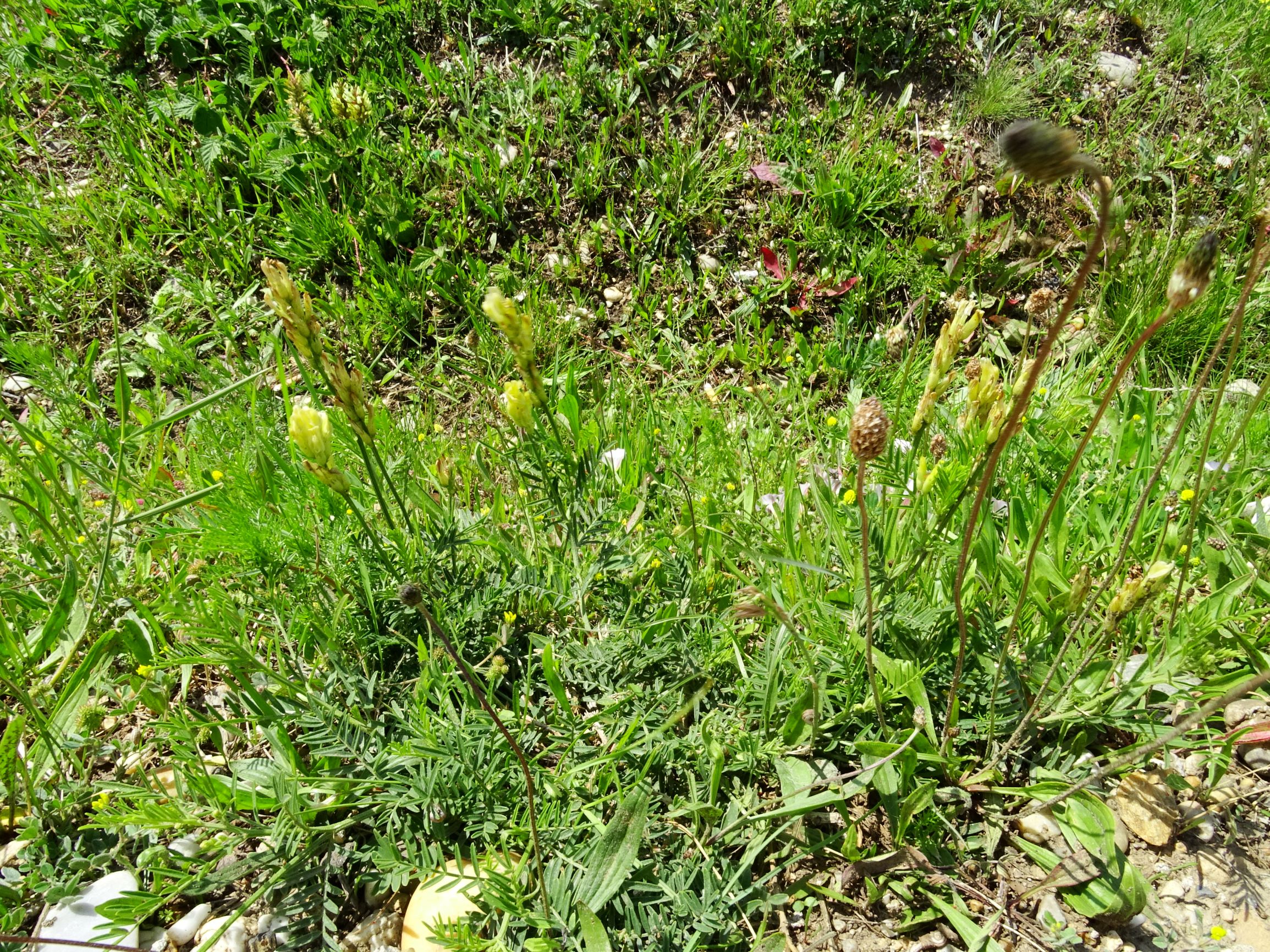 DSC09911 neusiedl astragalus asper.JPG