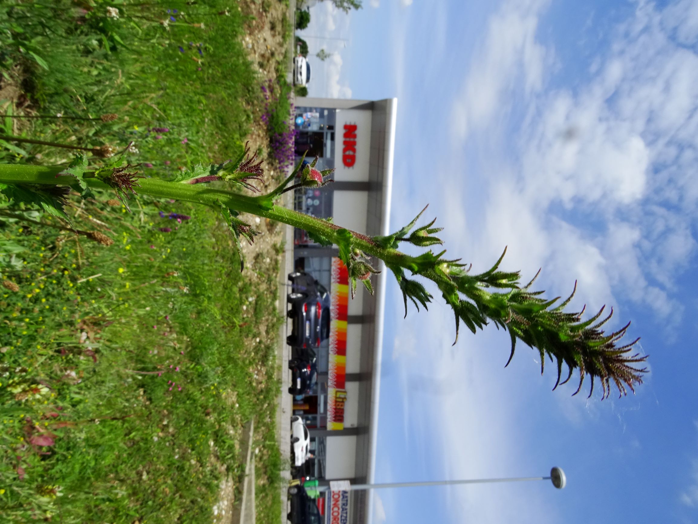 DSC09914 neusiedl verbascum blattaria.JPG