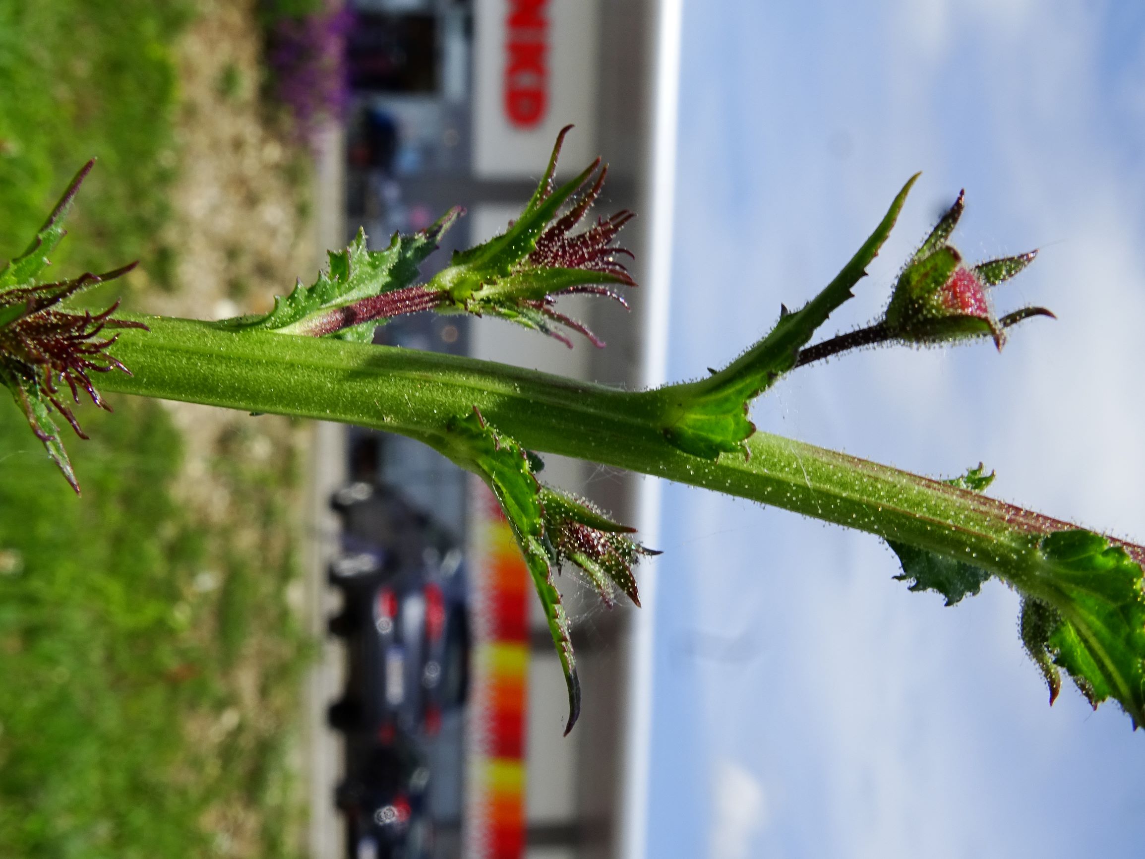 DSC09920 neusiedl verbascum blattaria.JPG