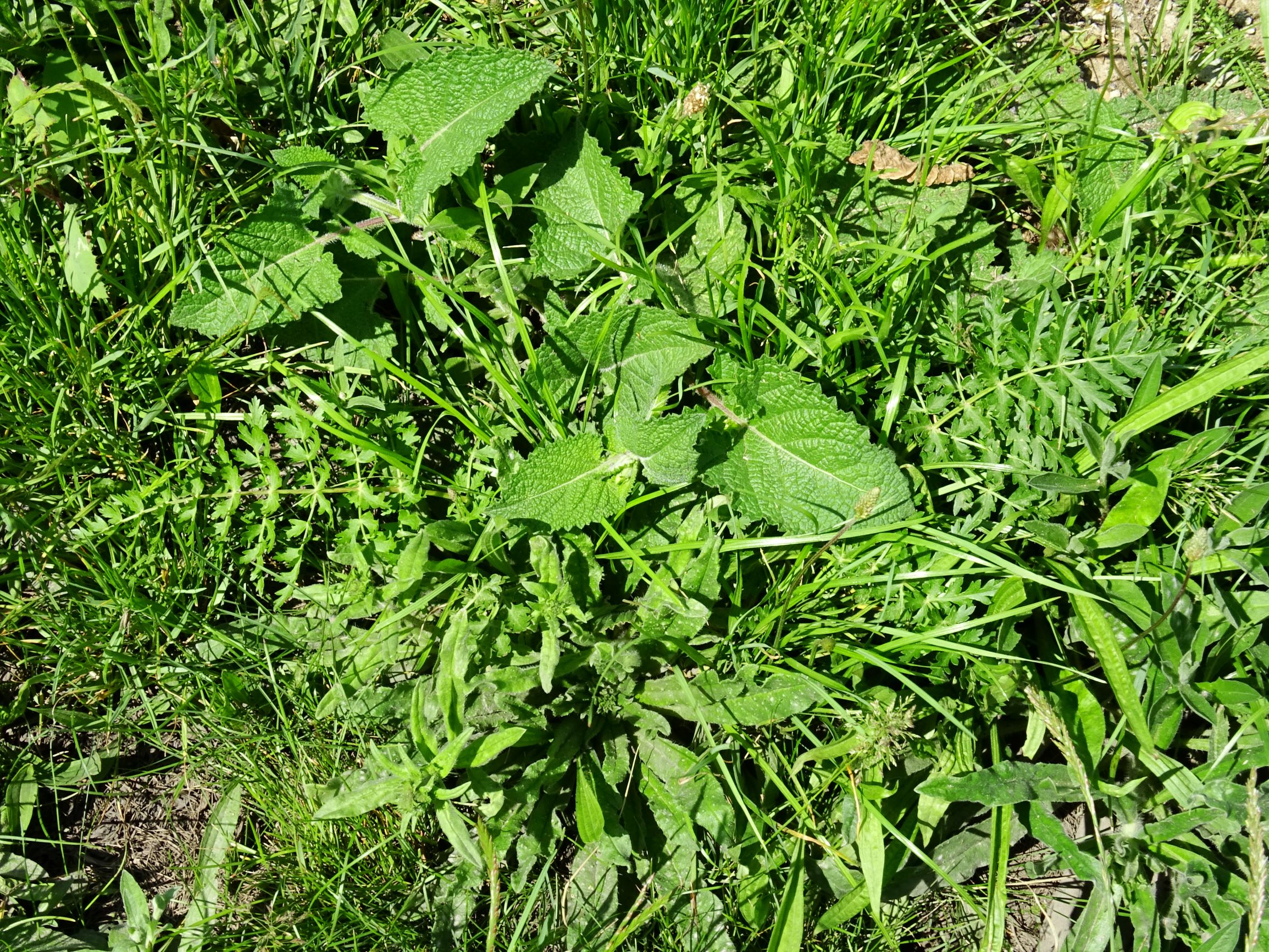 DSC09922 neusiedl salvia verticillata, seseli libanotis.JPG