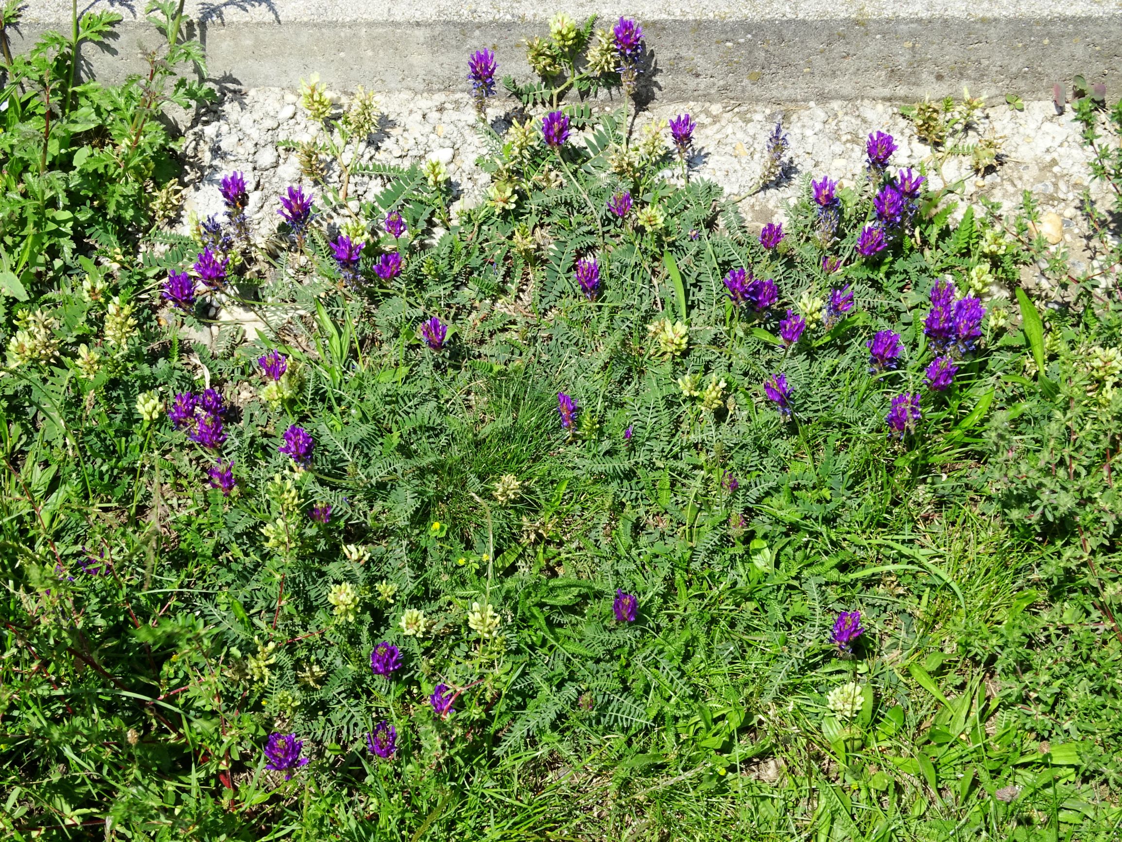 DSC09923 neusiedl astragalus onobrychis, astragalus cicer, ononis spinosa, verbena officinalis.JPG