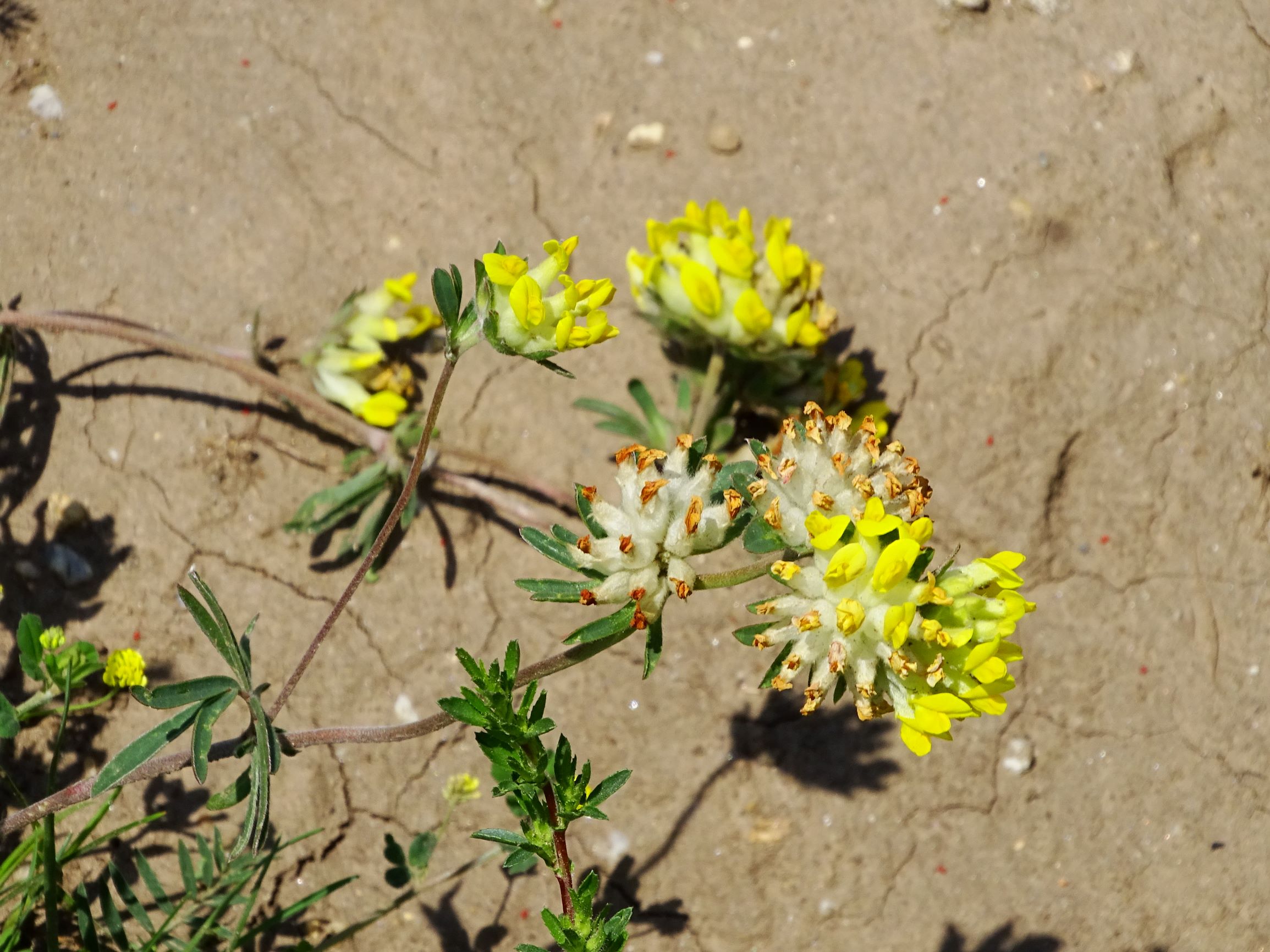 DSC09927 neusiedl anthyllis vulneraria s.l..JPG