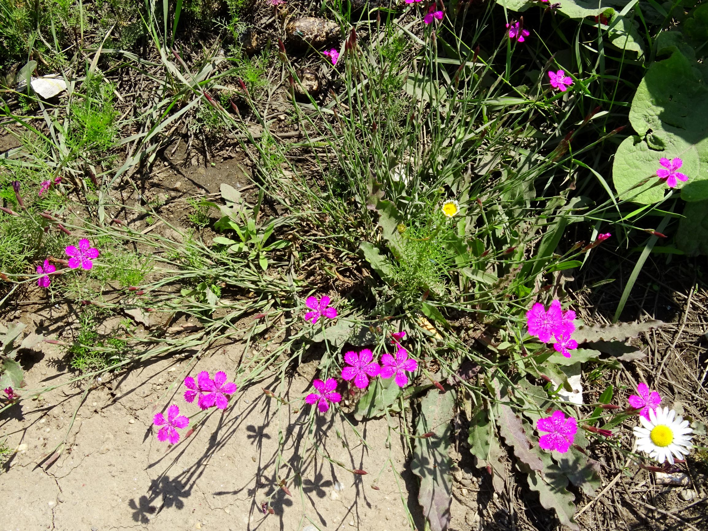 DSC09935 neusiedl dianthus deltoides.JPG