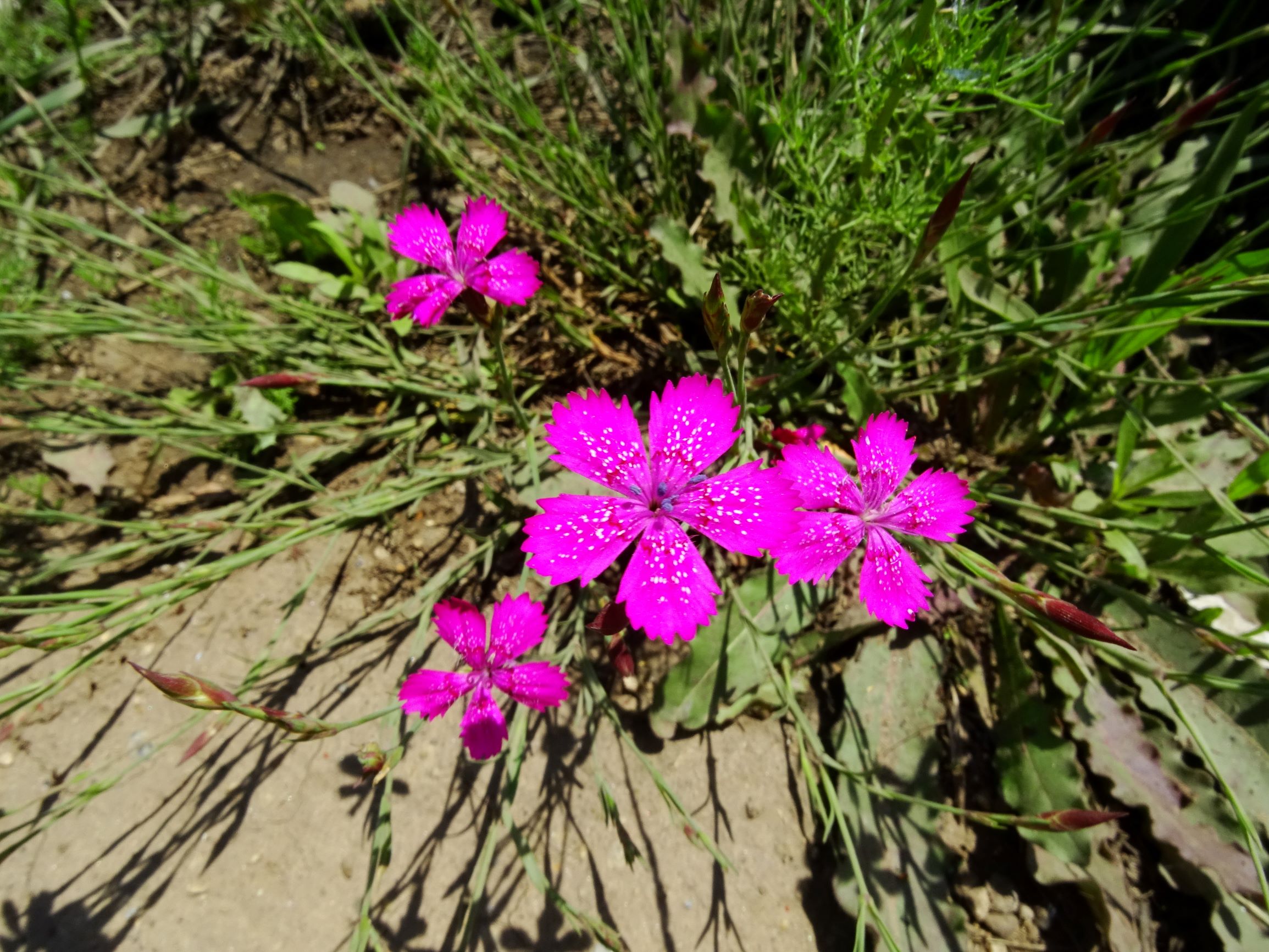 DSC09938 neusiedl dianthus deltoides.JPG