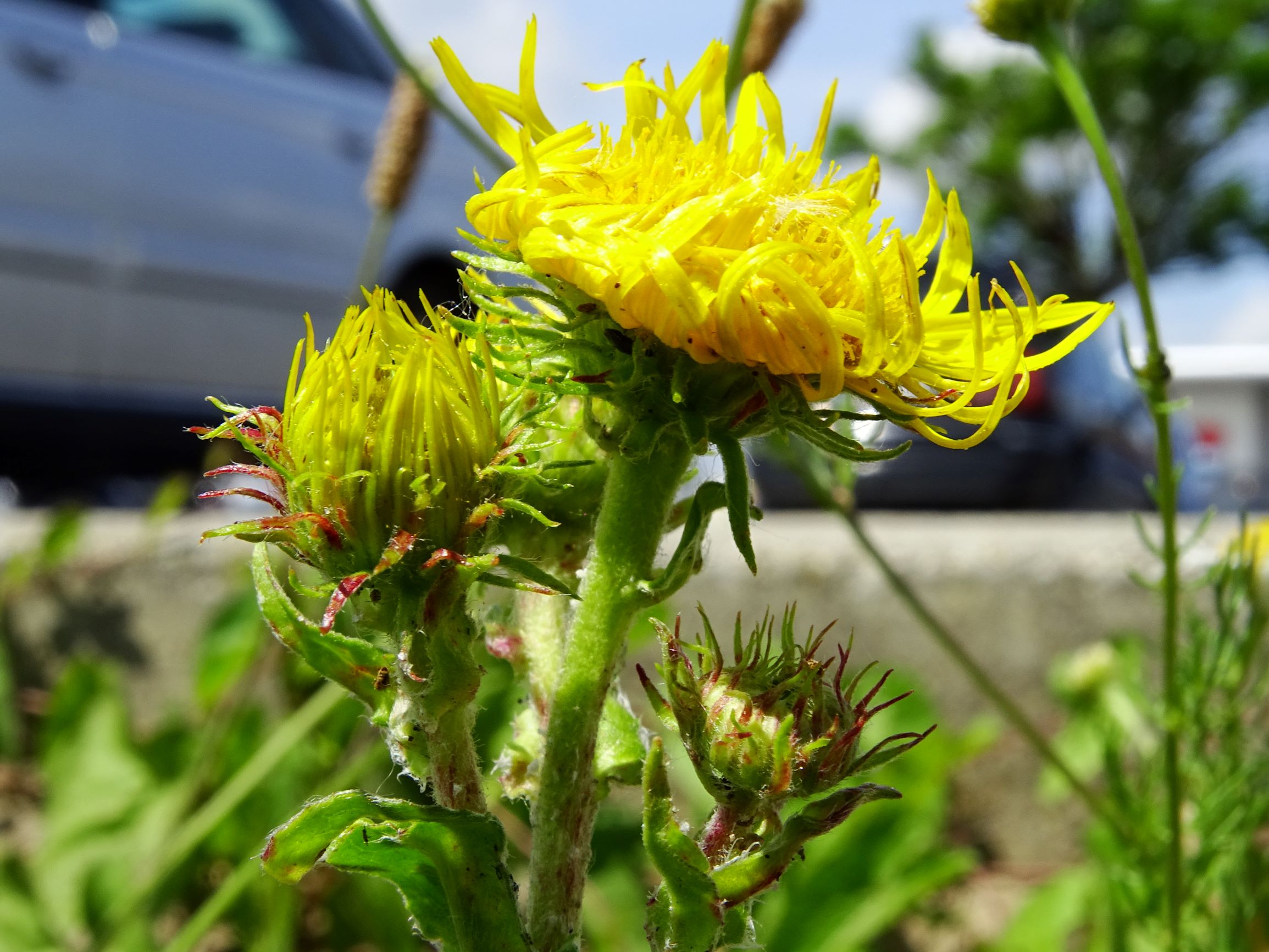 DSC09942 neusiedl inula britannica.JPG