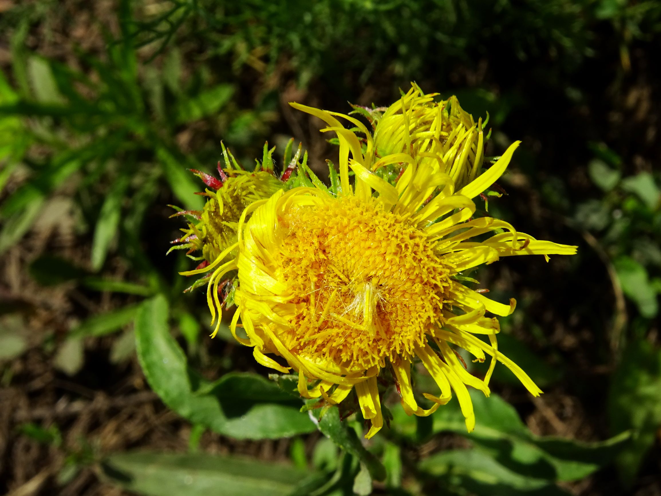 DSC09944 neusiedl inula britannica.JPG