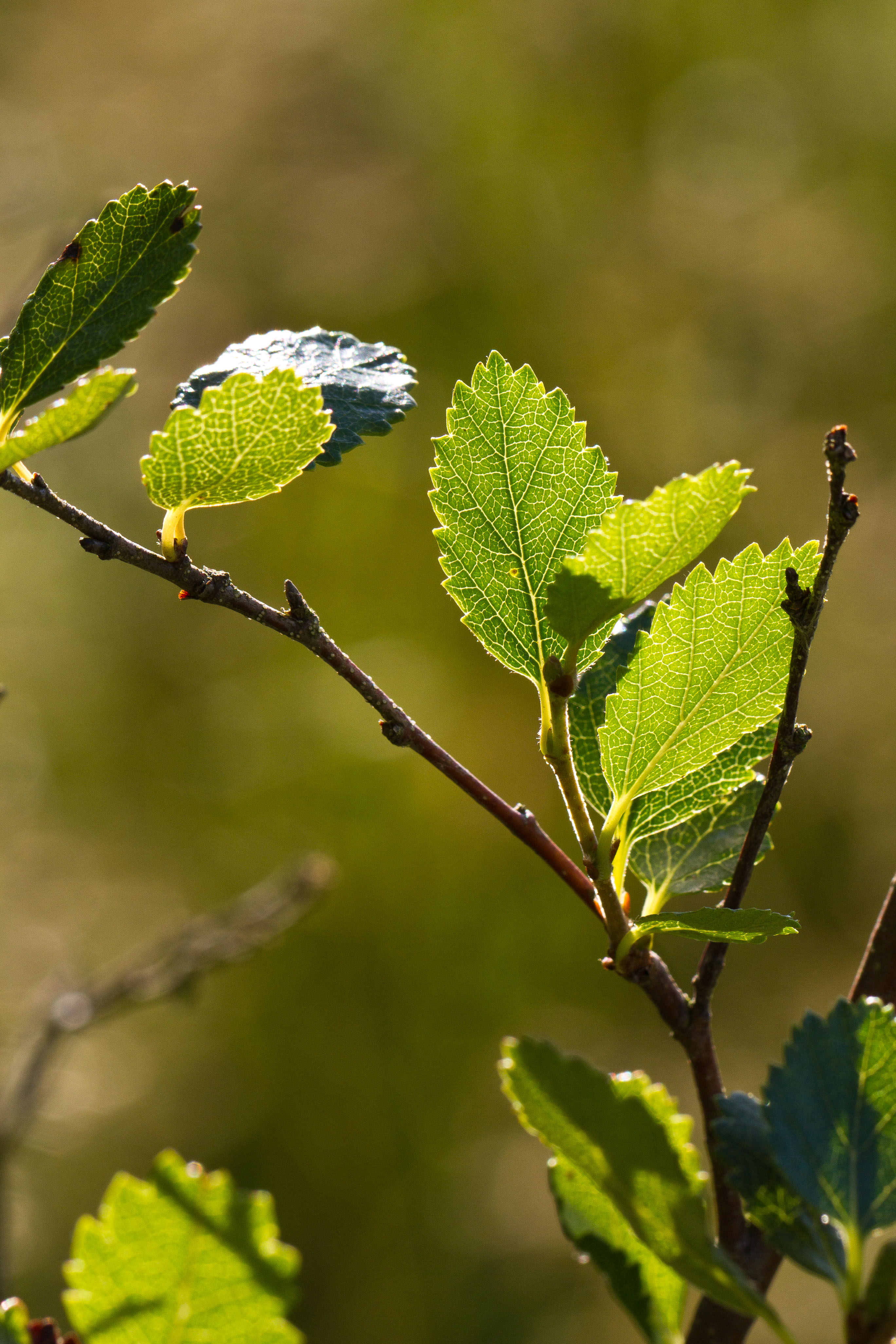 Betulaceae_Betula humilis 5-2.jpg