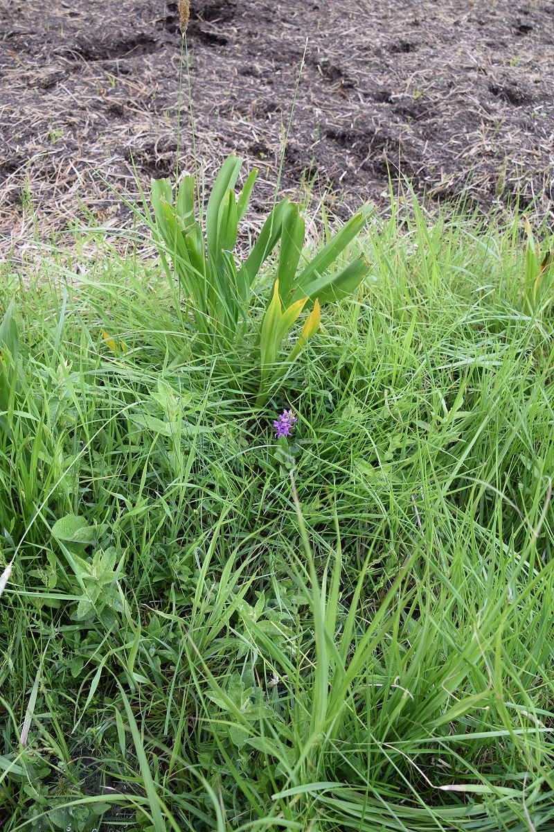 Gföhler-29052020-(25) - Weg A - Dactylorhiza majalis - Breitblatt-Fingerwurz.JPG