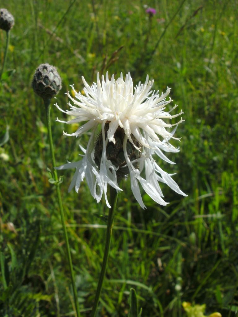 BILD0028 Centaurea scabiosa, Albino, Lilienfeld.JPG