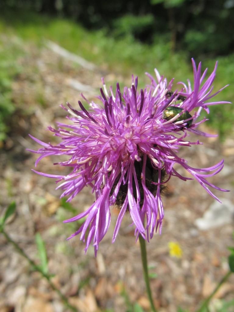 IMG_9454 Centaurea scabiosa, Lilienfeld.JPG