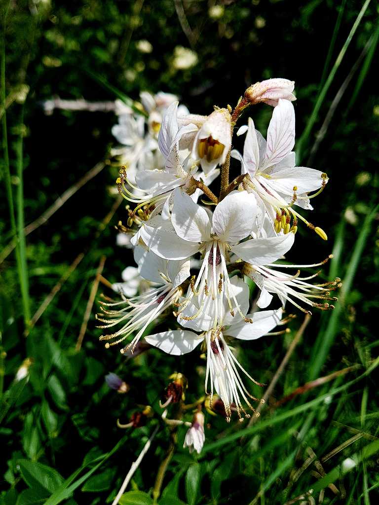 k-Albino Dictamnus albus.jpg