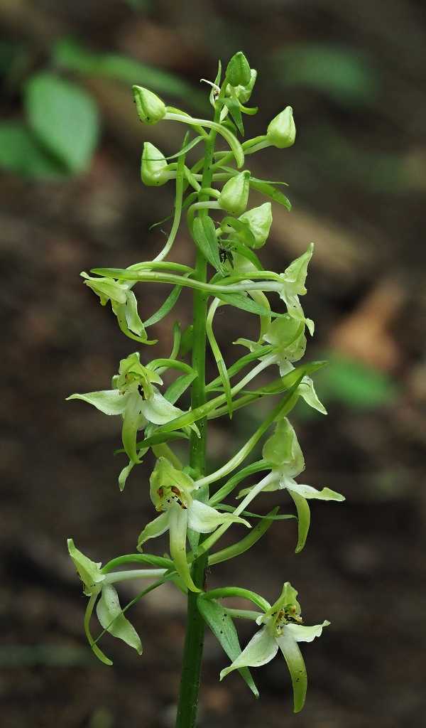 k-Platánthera chloranta .JPG