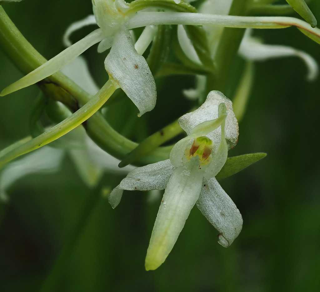 k-Plantanthera bifolia 2.JPG