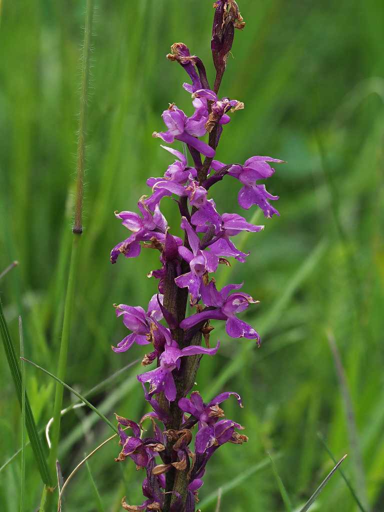 k-Orchis mascula .JPG