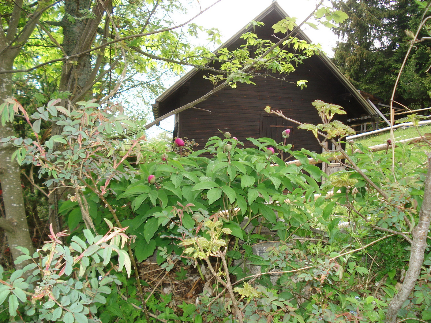 Paeonia.mascula.kult.NÖ-Reisalpe.Nagleralm.23.Mai.20.JPG