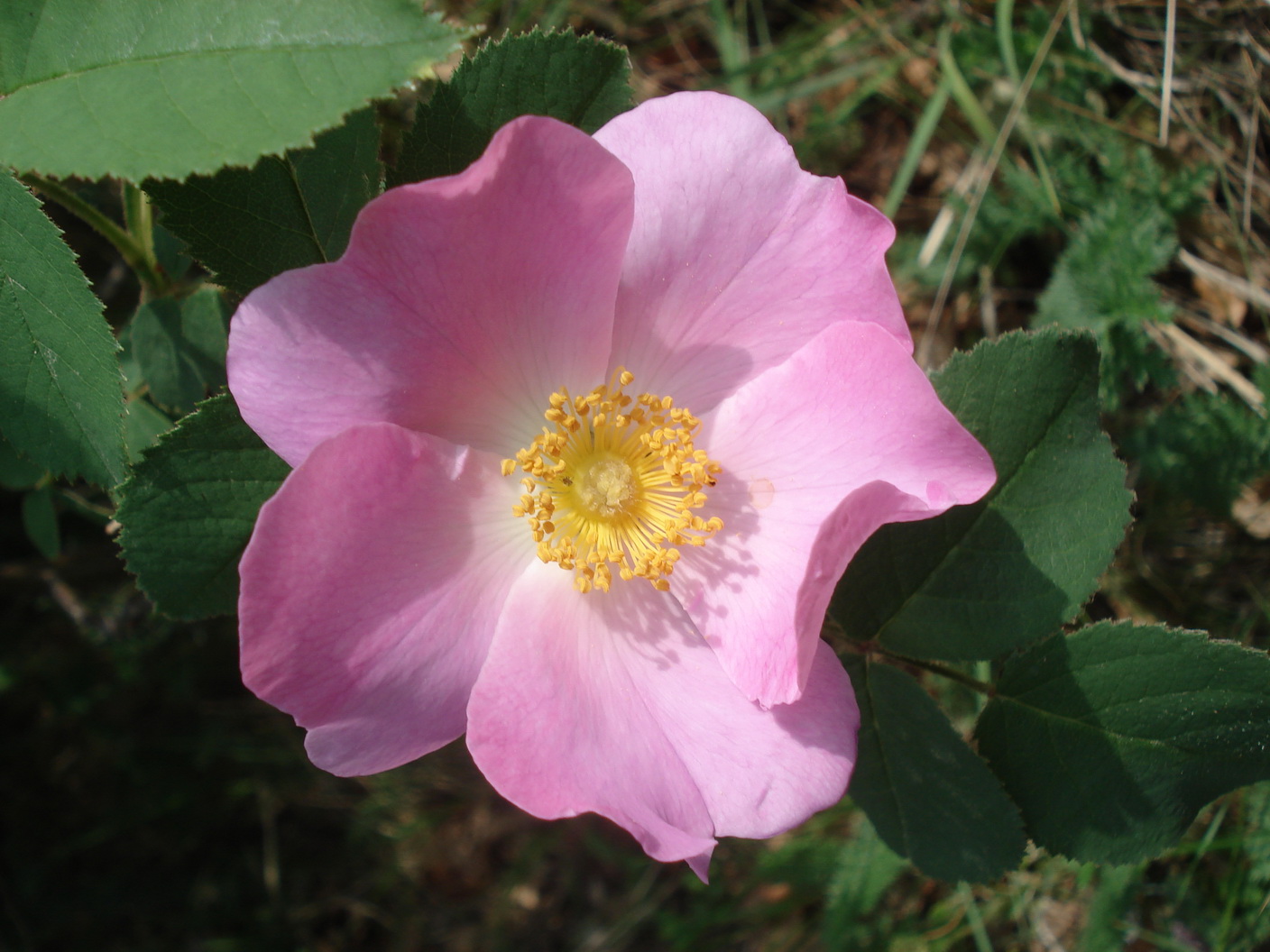 Rosa.canina x gallica.cf.B-St.Margarethen.Römersteinbruch-Kogel .16.5.20.JPG