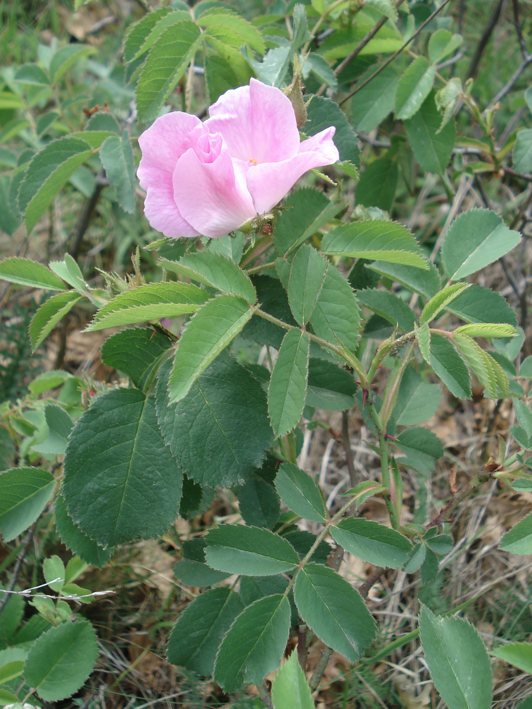 Rosa.canina x gallica.cf.B-St.Margarethen.Römersteinbruch-Kogel 16.5.20..JPG
