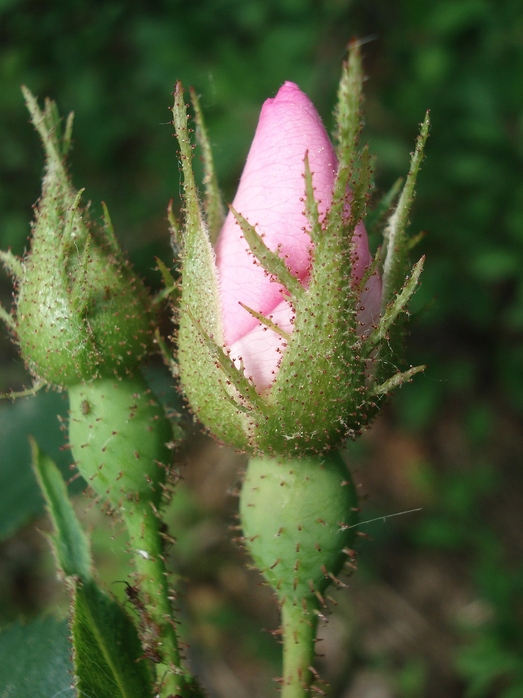 Rosa.canina x gallica.cf.B-St.Margareth.Römersteinbruch-Kogel .16.5.20.JPG