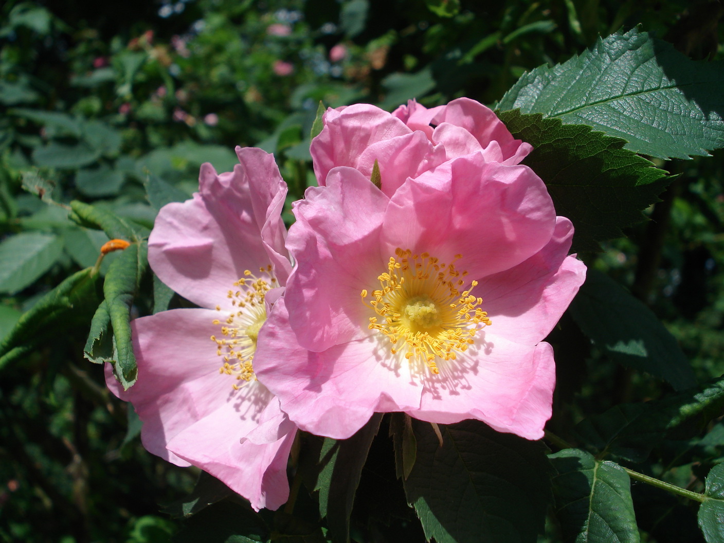 Rosa.canina x gallica.Hillier 1912.Boga Linz .jpg