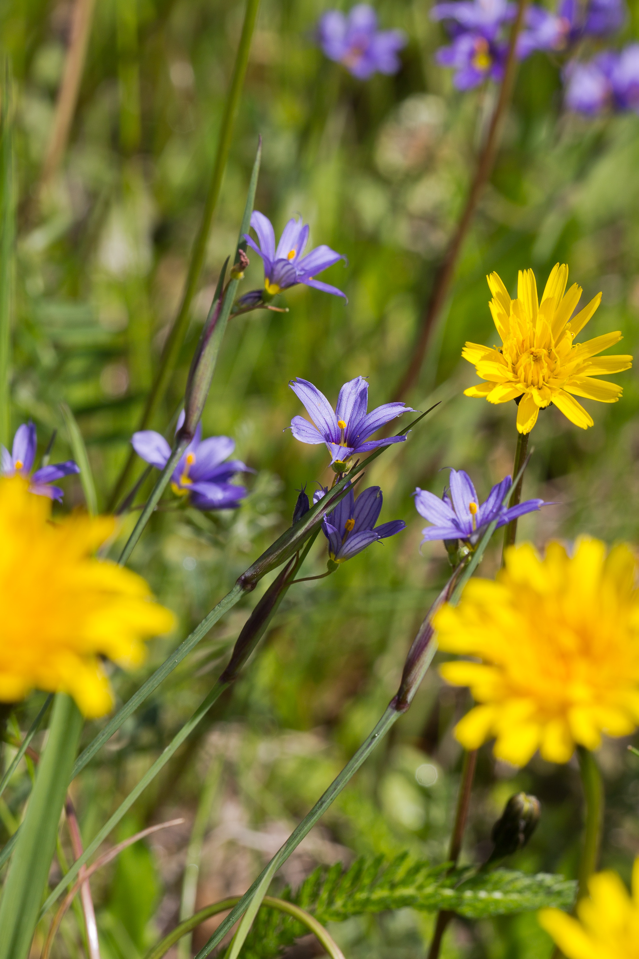 Iridaceae_Sisyrinchium montanum 4-2.jpg