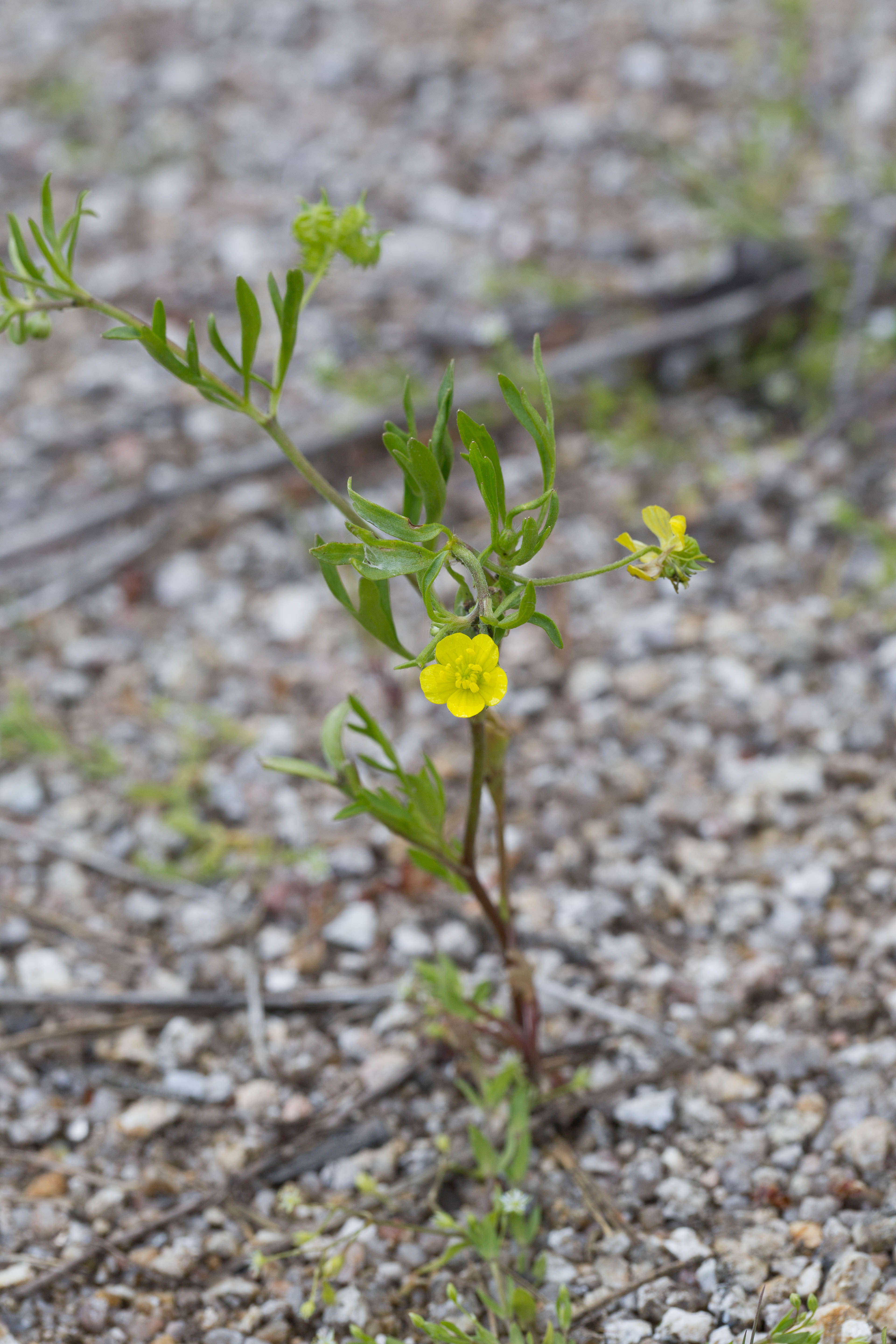 Ranunculaceae_Ranunculus arvensis 1-2.jpg