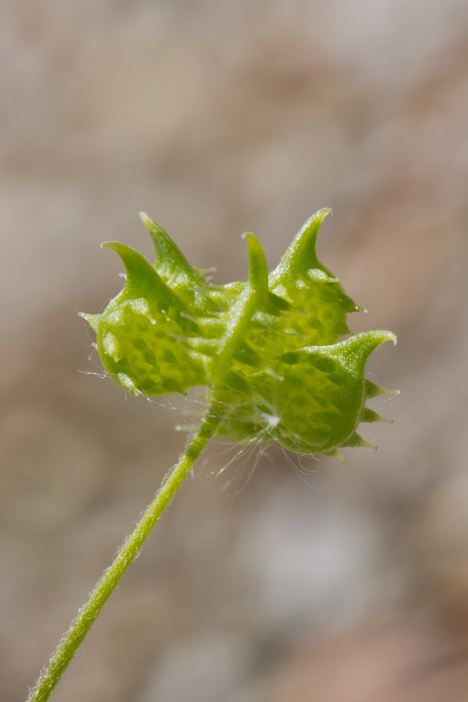 Ranunculaceae_Ranunculus arvensis Frucht 1-2.jpg