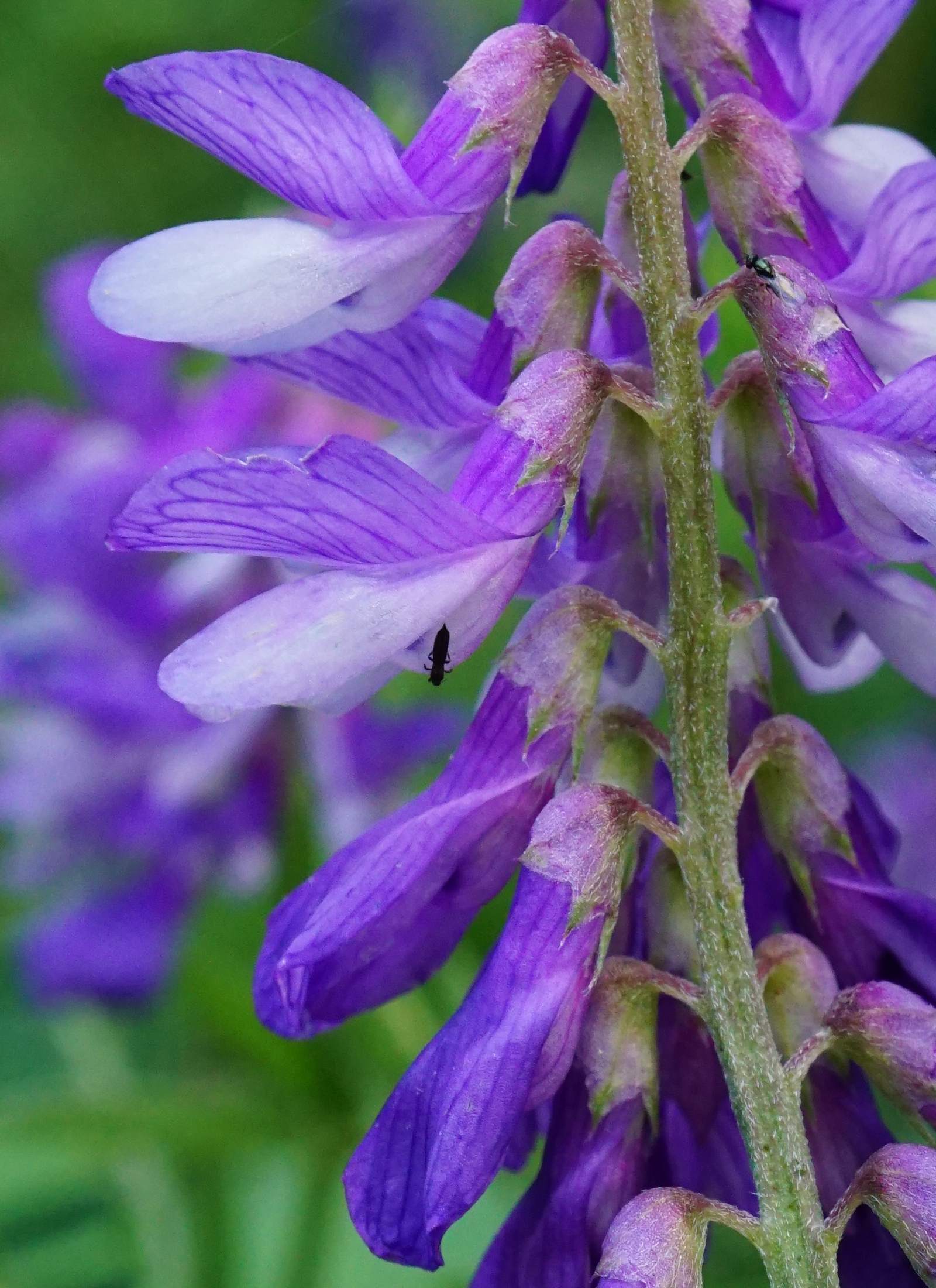 Vicia_Eichkogel_200527_1.JPG