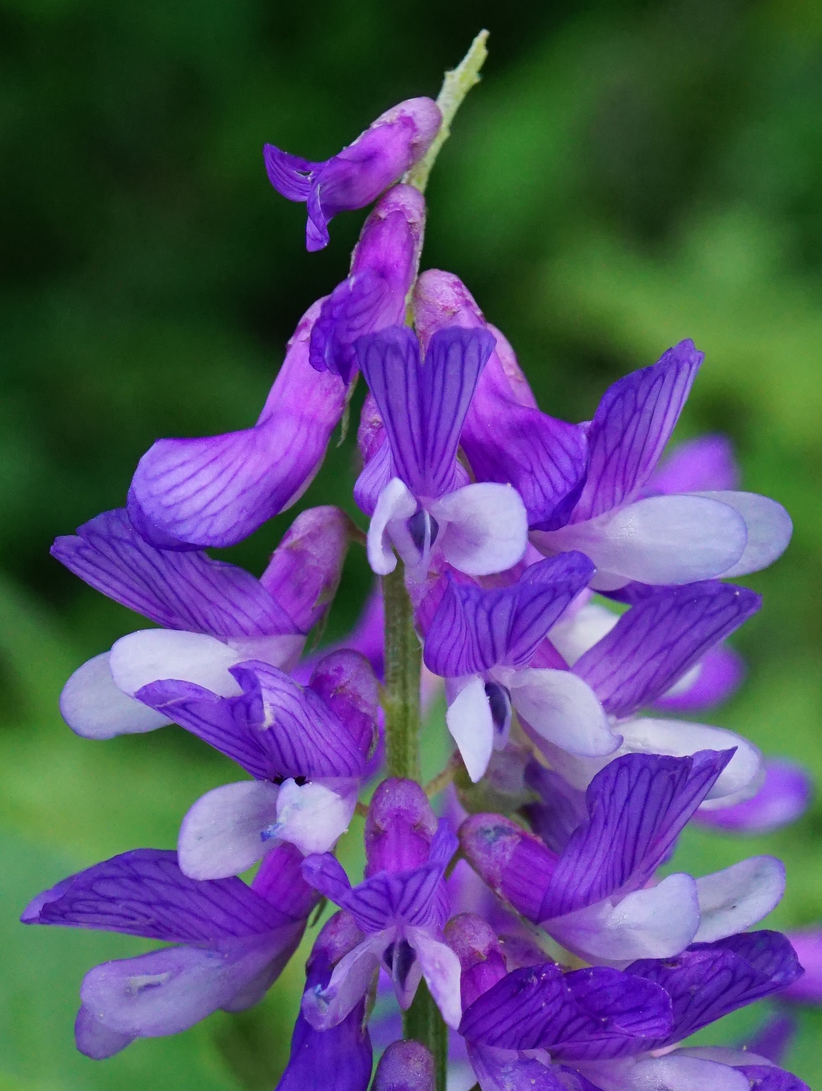 Vicia_Eichkogel_200527_2.JPG