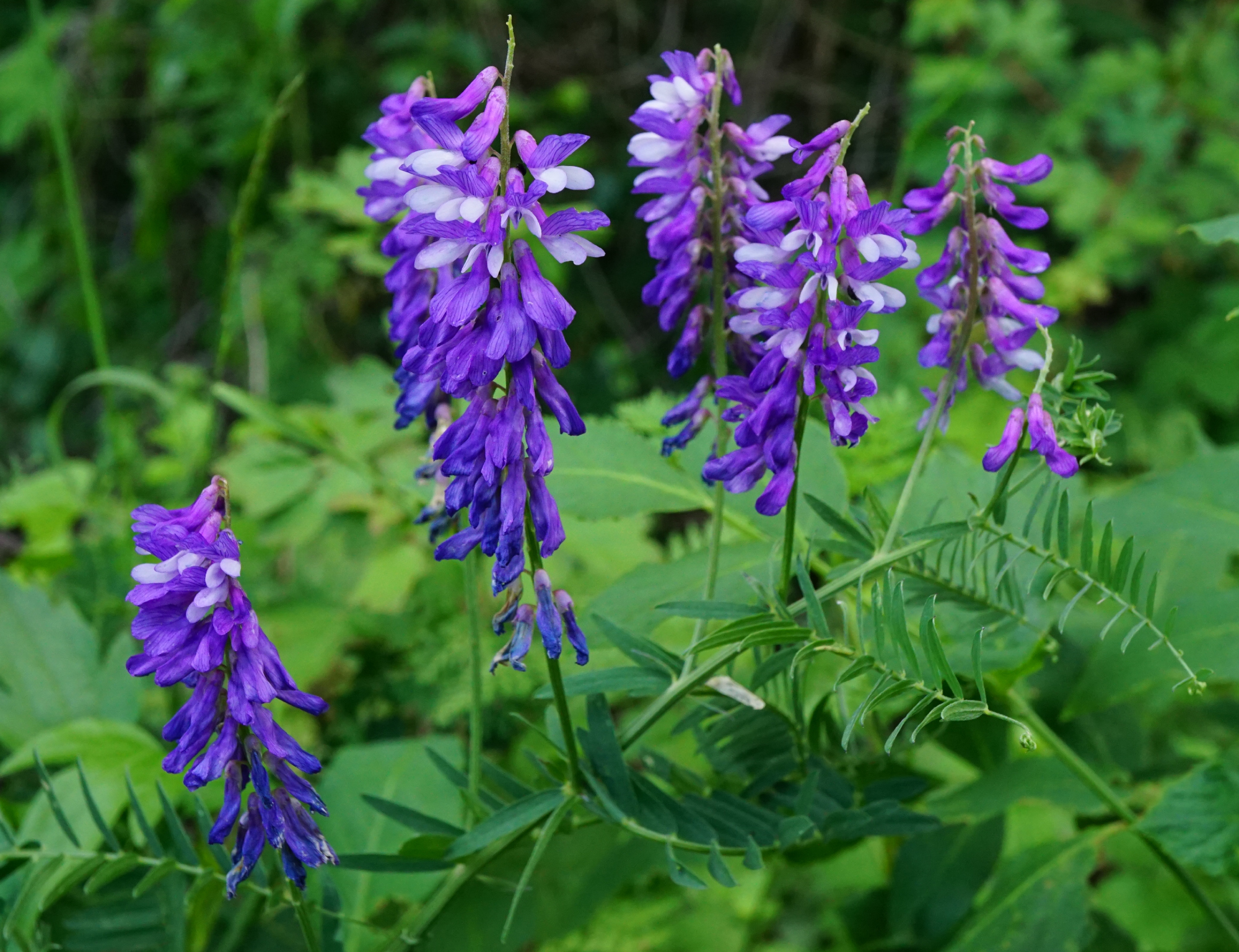 Vicia_Eichkogel_200527_3.JPG