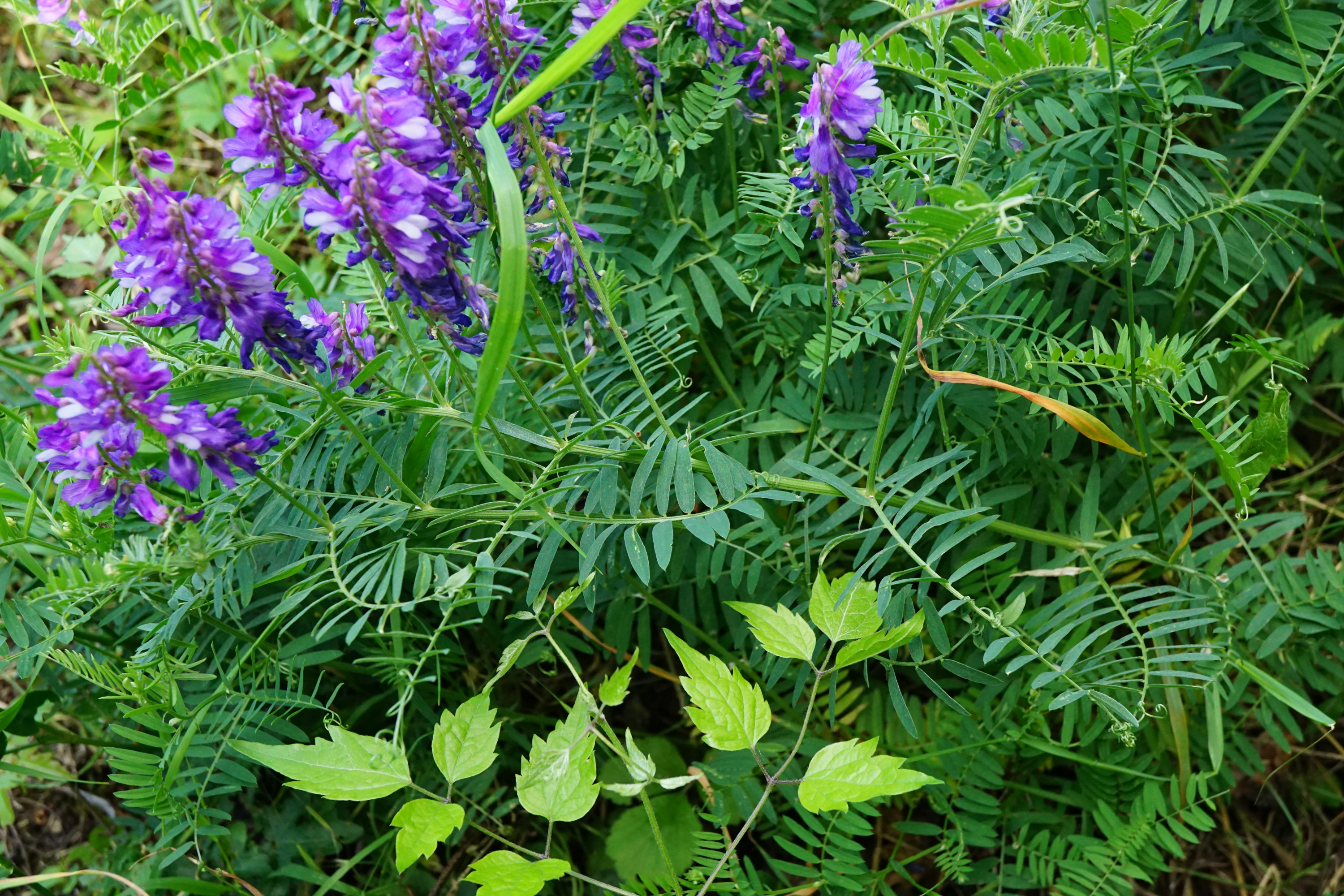 Vicia_Eichkogel_200527_4.JPG