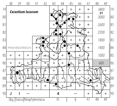 Cerastium lucorum.jpg